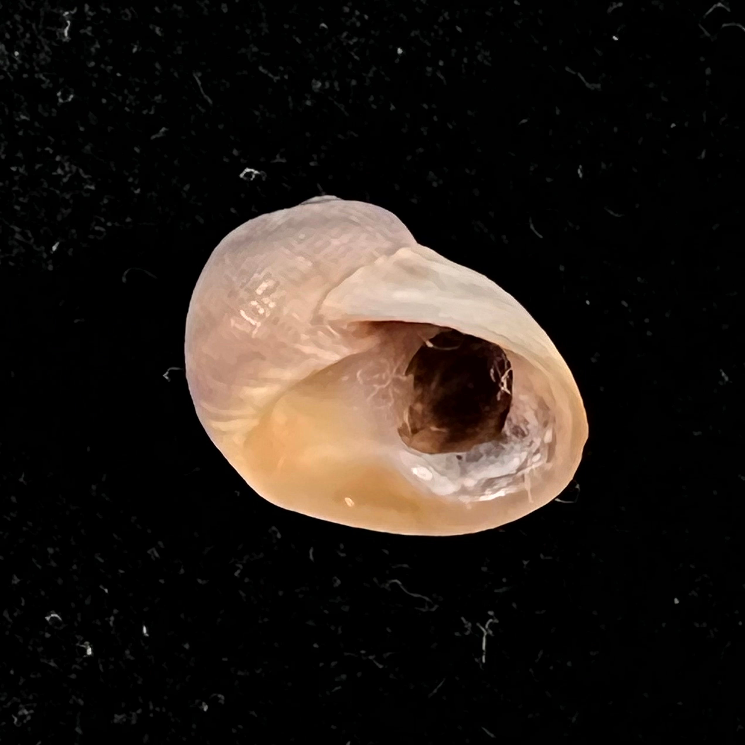 Spekia zonata (伍德沃德, 1859) - 11,9mm
