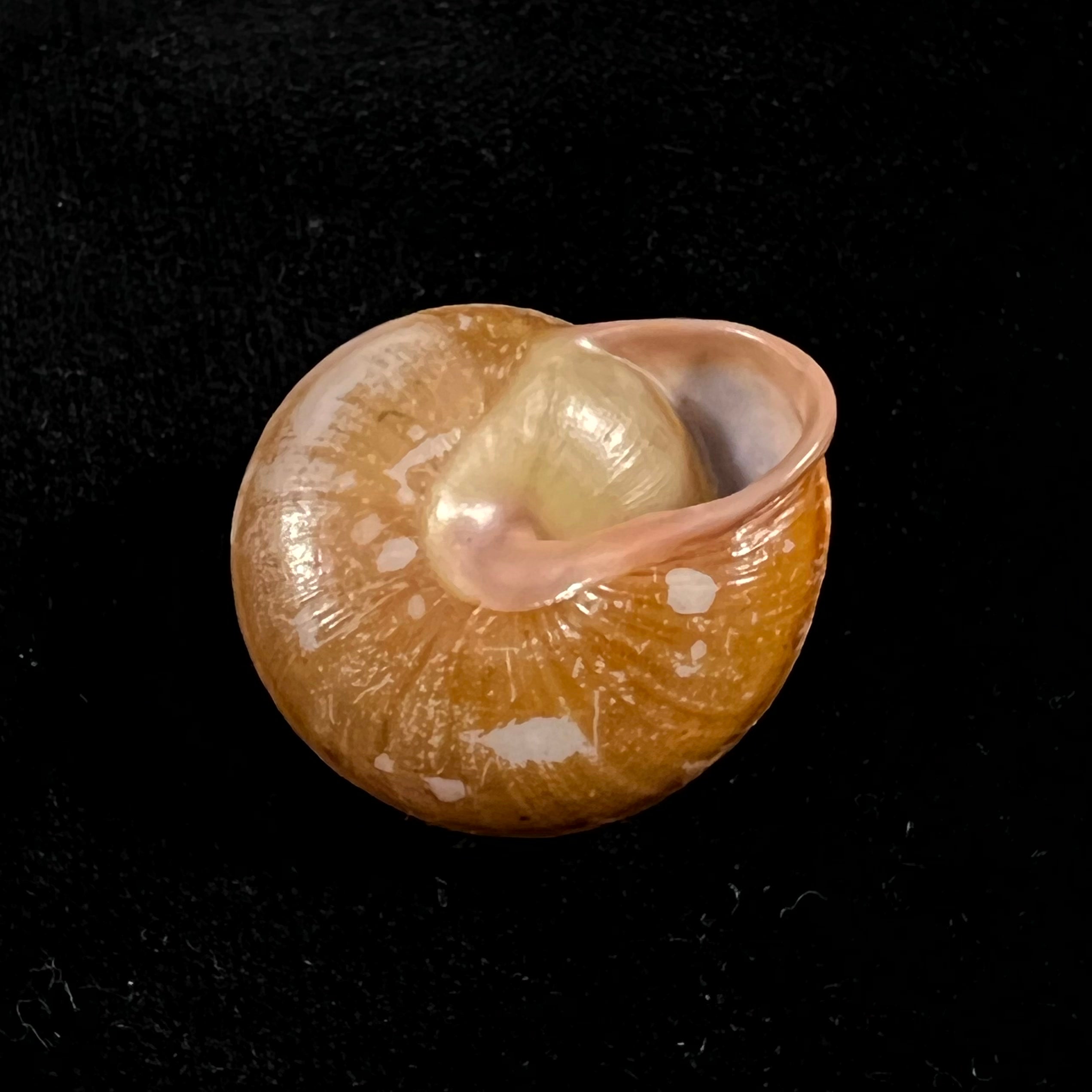 Pleurodonte orbiculata (Ferussac, 1822) - 31,4mm