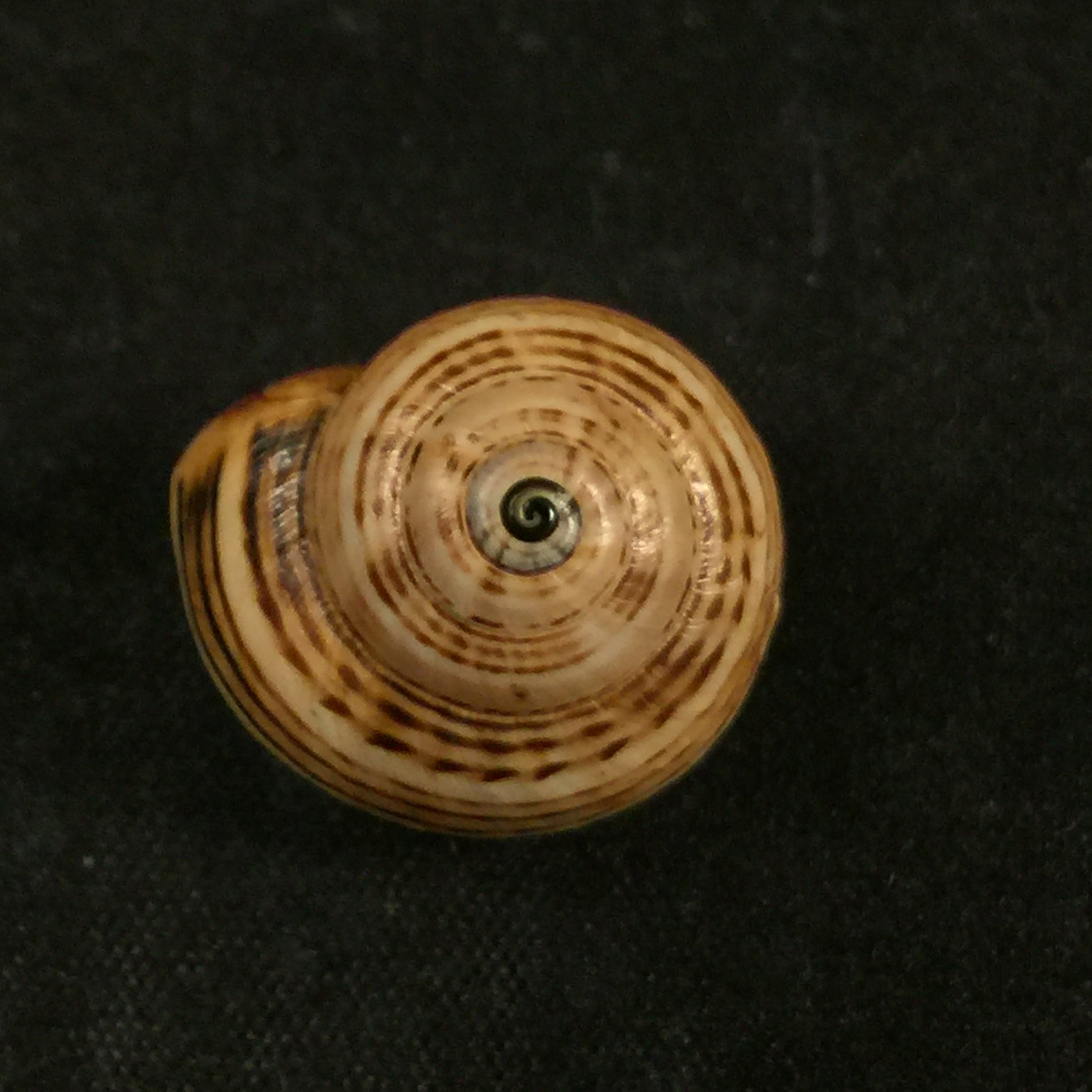Theba pisana (穆勒, 1774) - 18,3毫米
