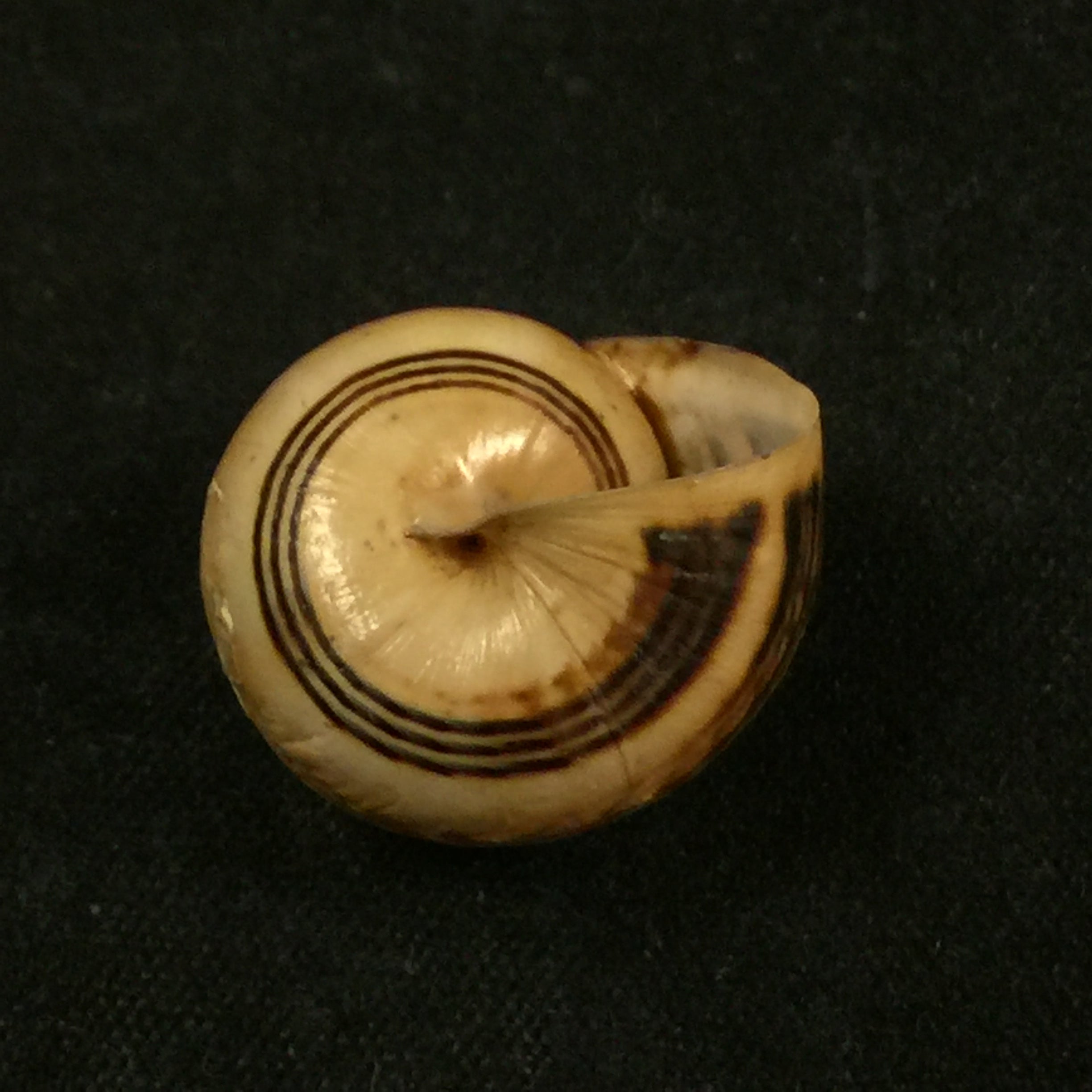 Theba pisana (穆勒, 1774) - 18,3毫米