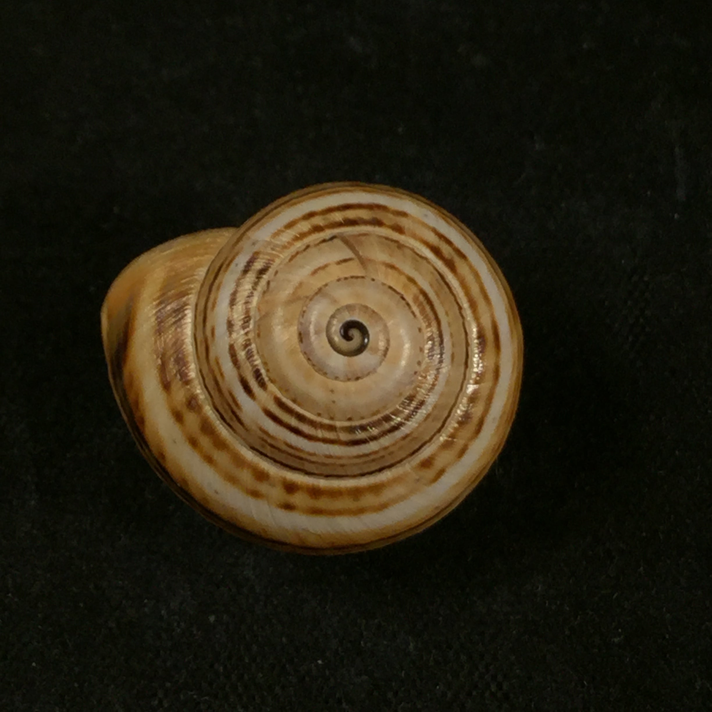 Theba pisana (OF Müller, 1774) - 20,1mm