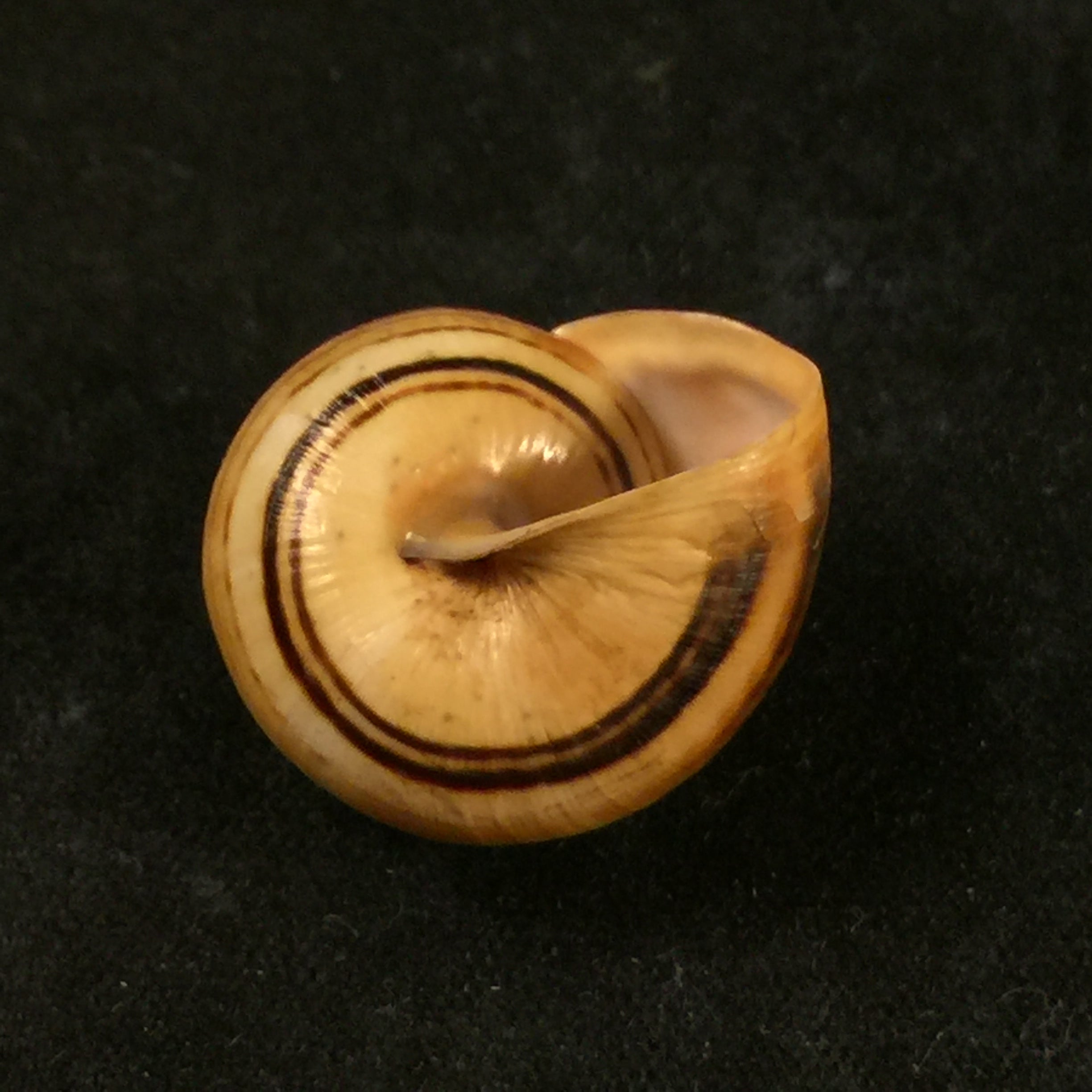 Theba pisana (OF Müller, 1774) - 20,1mm