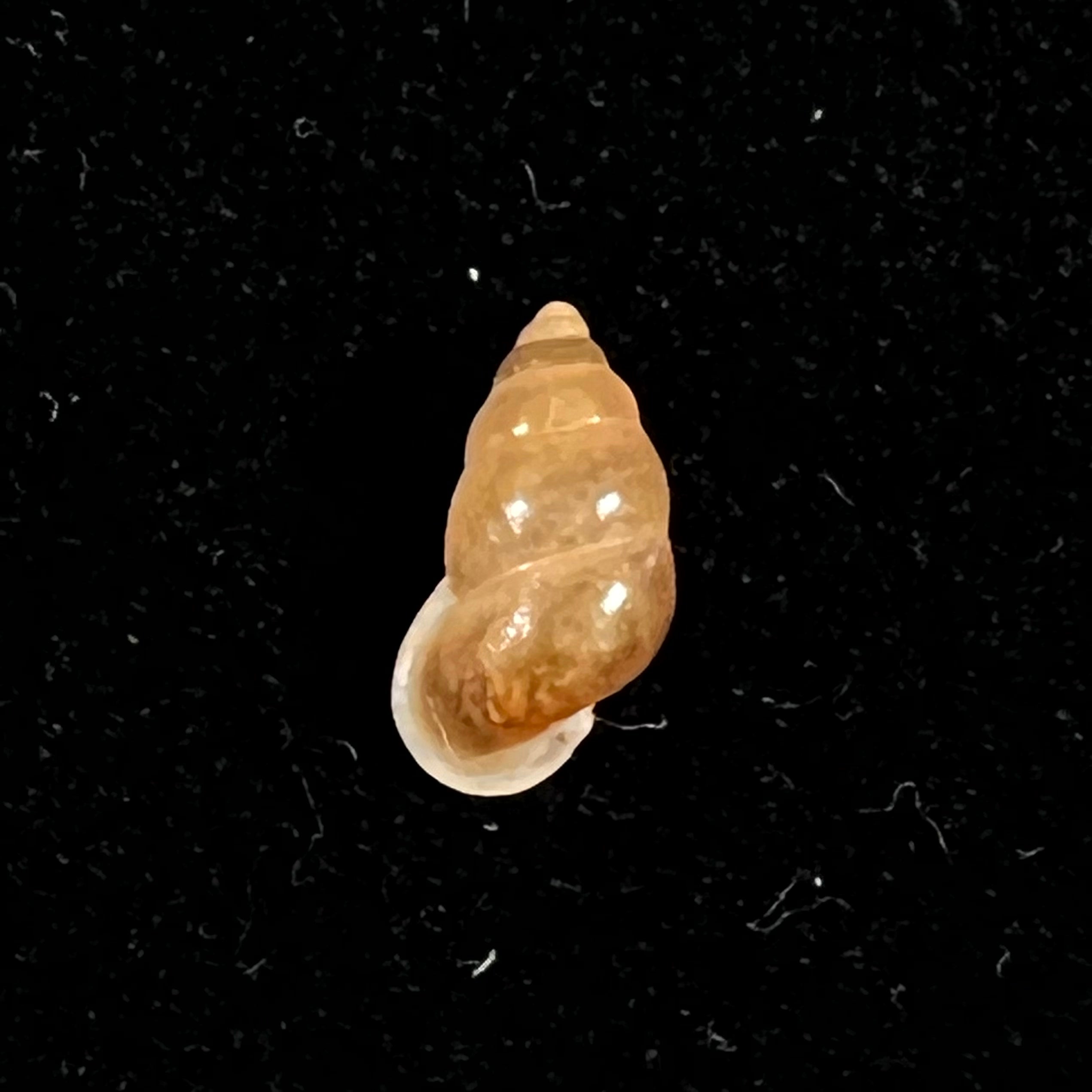 Pupina tonkiniana Bavay & Dautzenberg, 1899 - 9,8mm