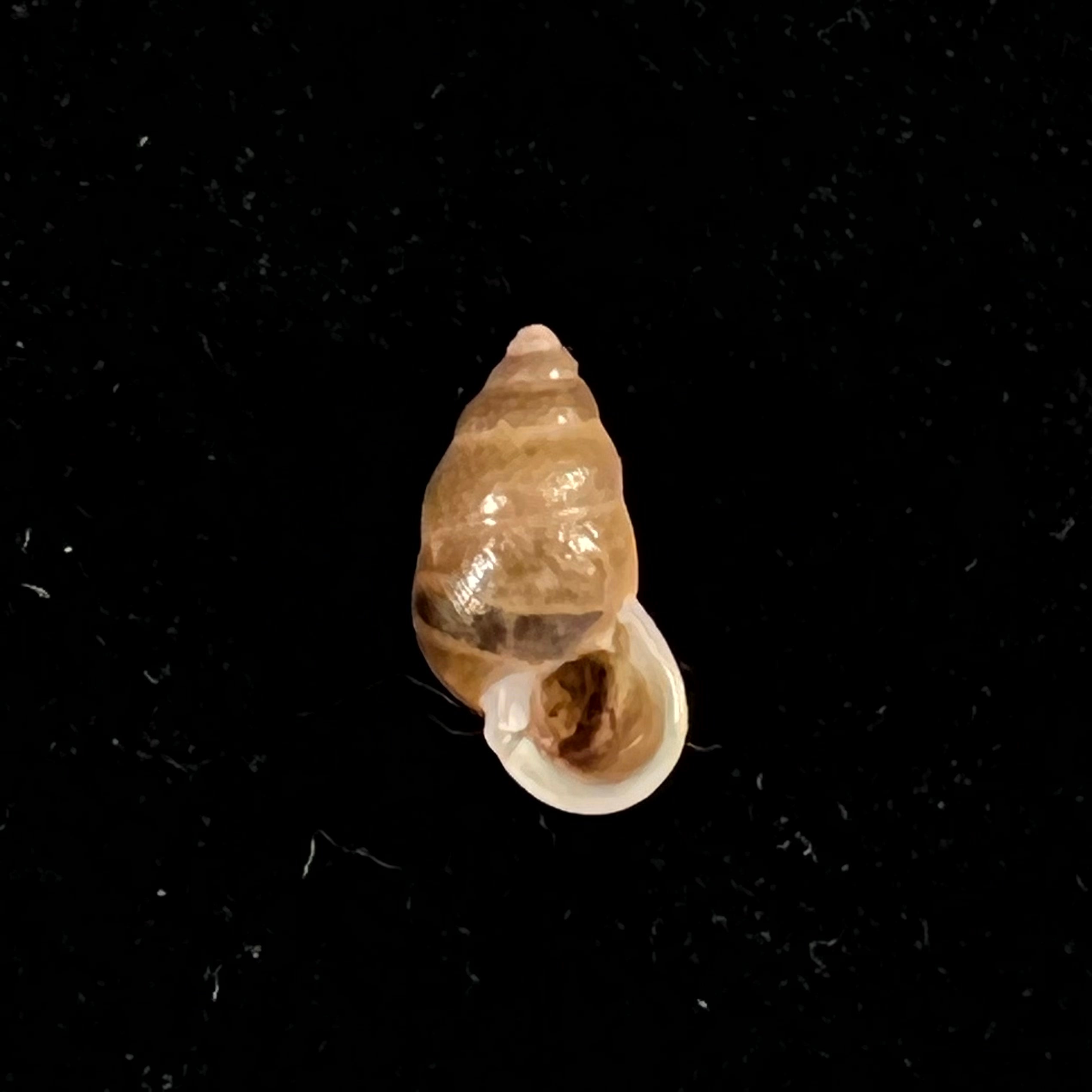 Pupina tonkiniana Bavay & Dautzenberg, 1899 - 9,8mm