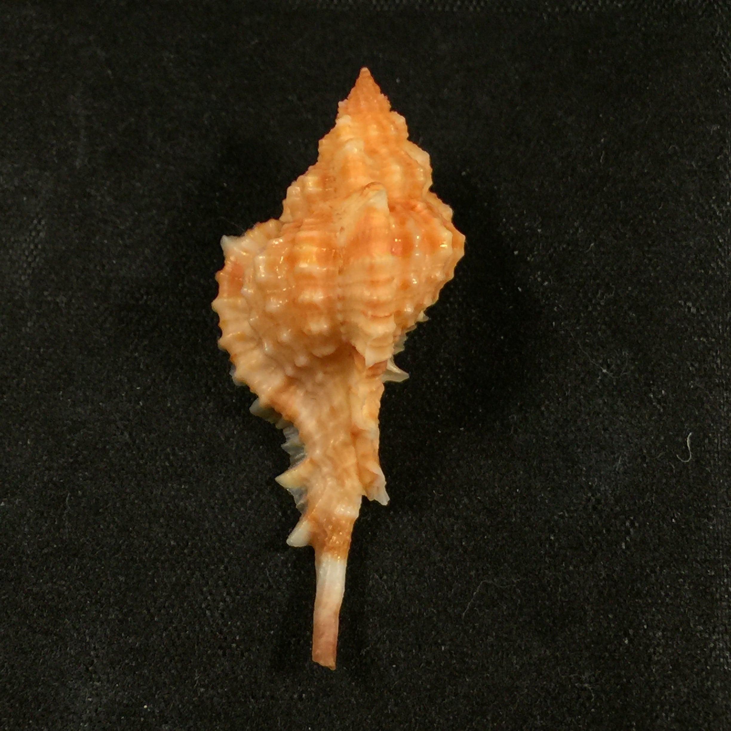 Siratus coltrorum (Vokes, 1990) - 37,8mm
