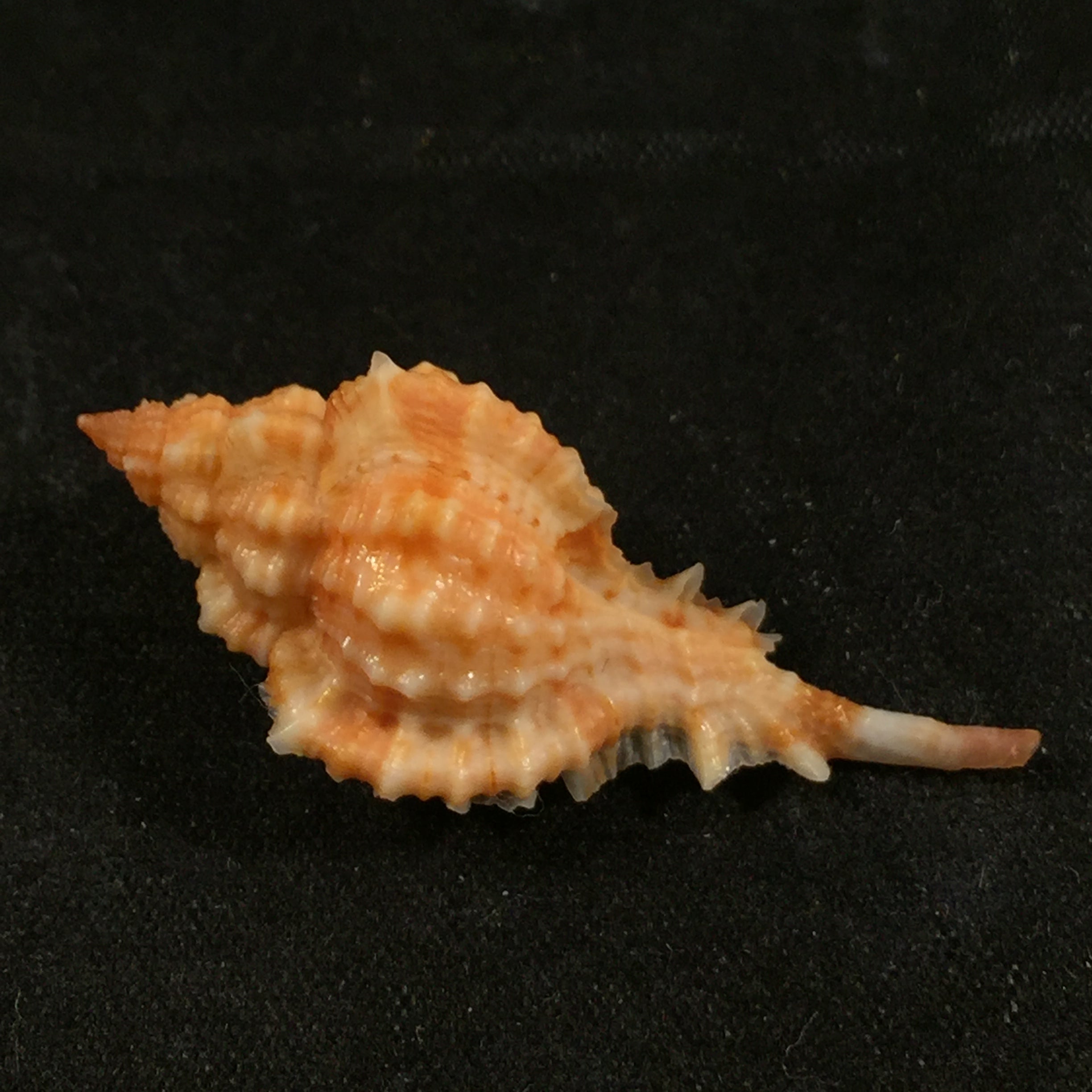 Siratus coltrorum (Vokes, 1990) - 37,8mm