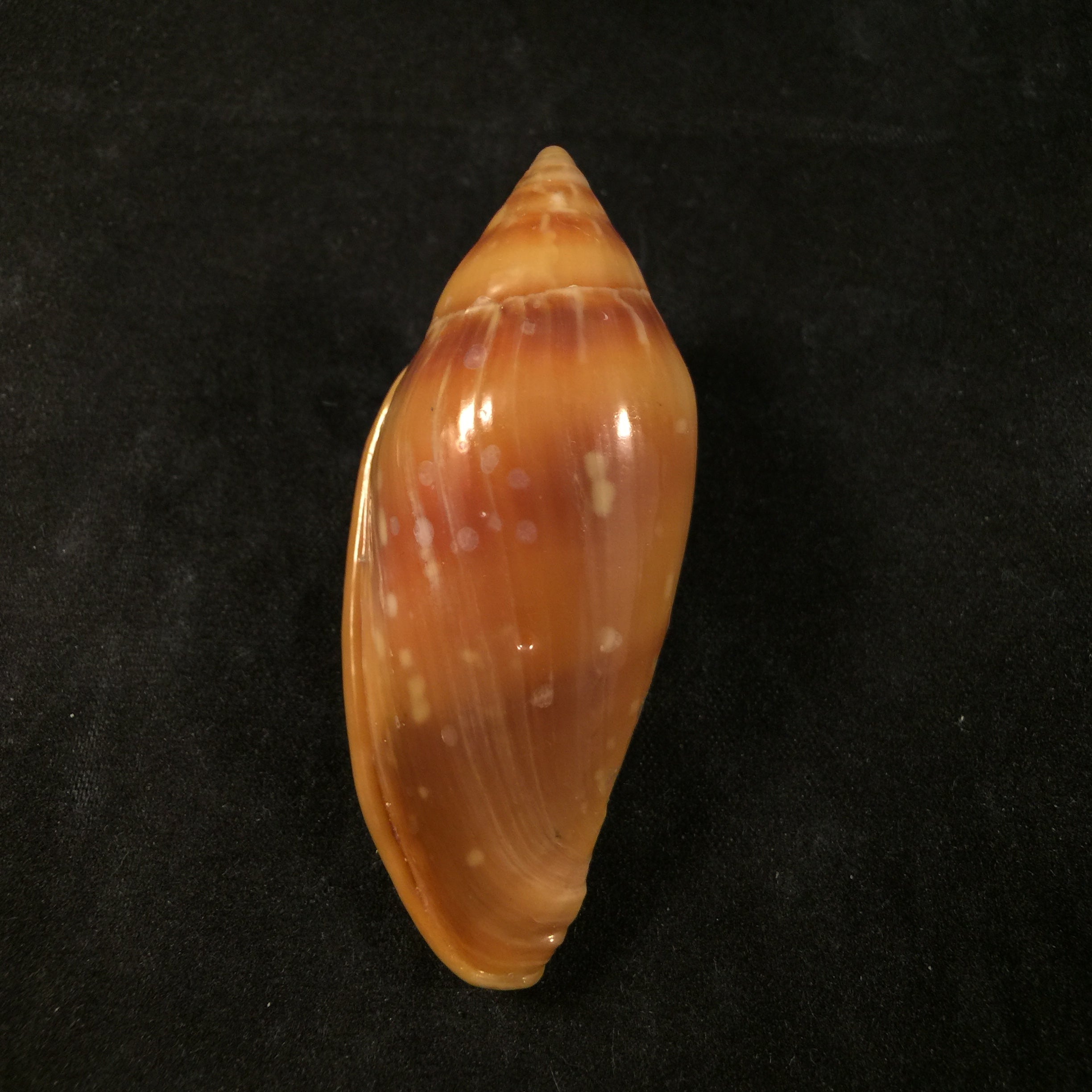 Marginella desjardini Marche-Marchad, 1957 - 58,2mm