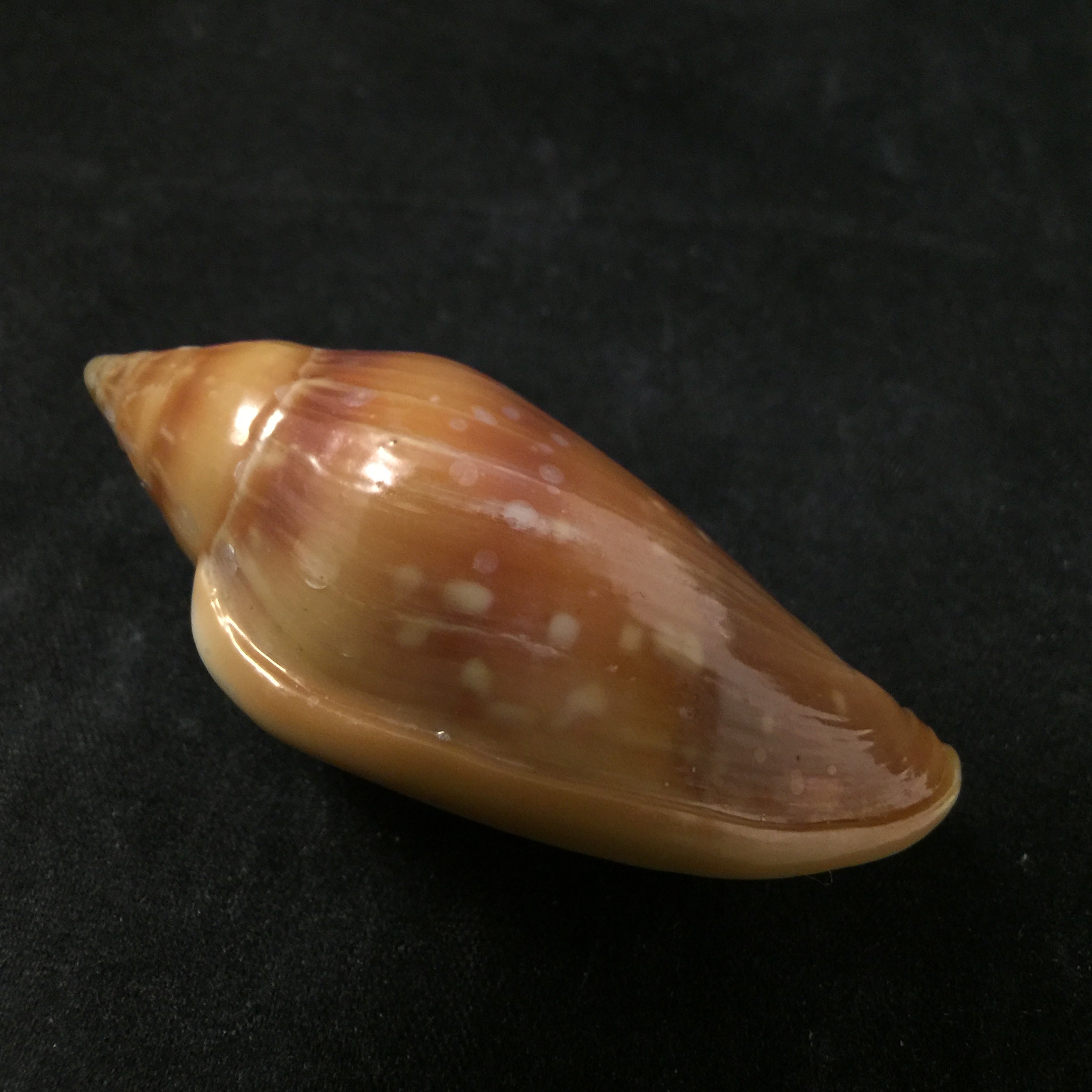 Marginella desjardini Marche-Marchad, 1957 - 58,2mm
