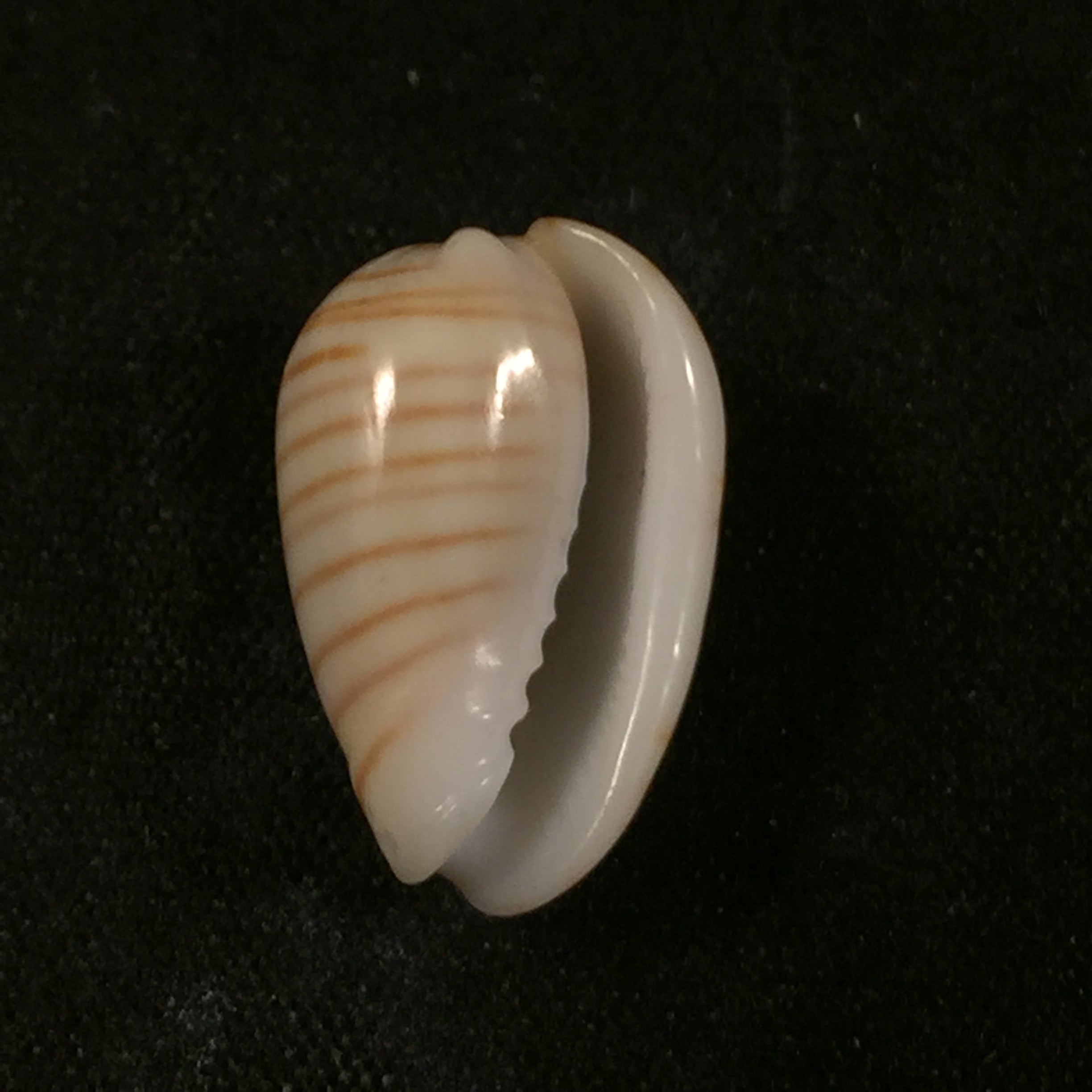 Persicula cingulata (Dillwyn, 1817) - 17,5mm