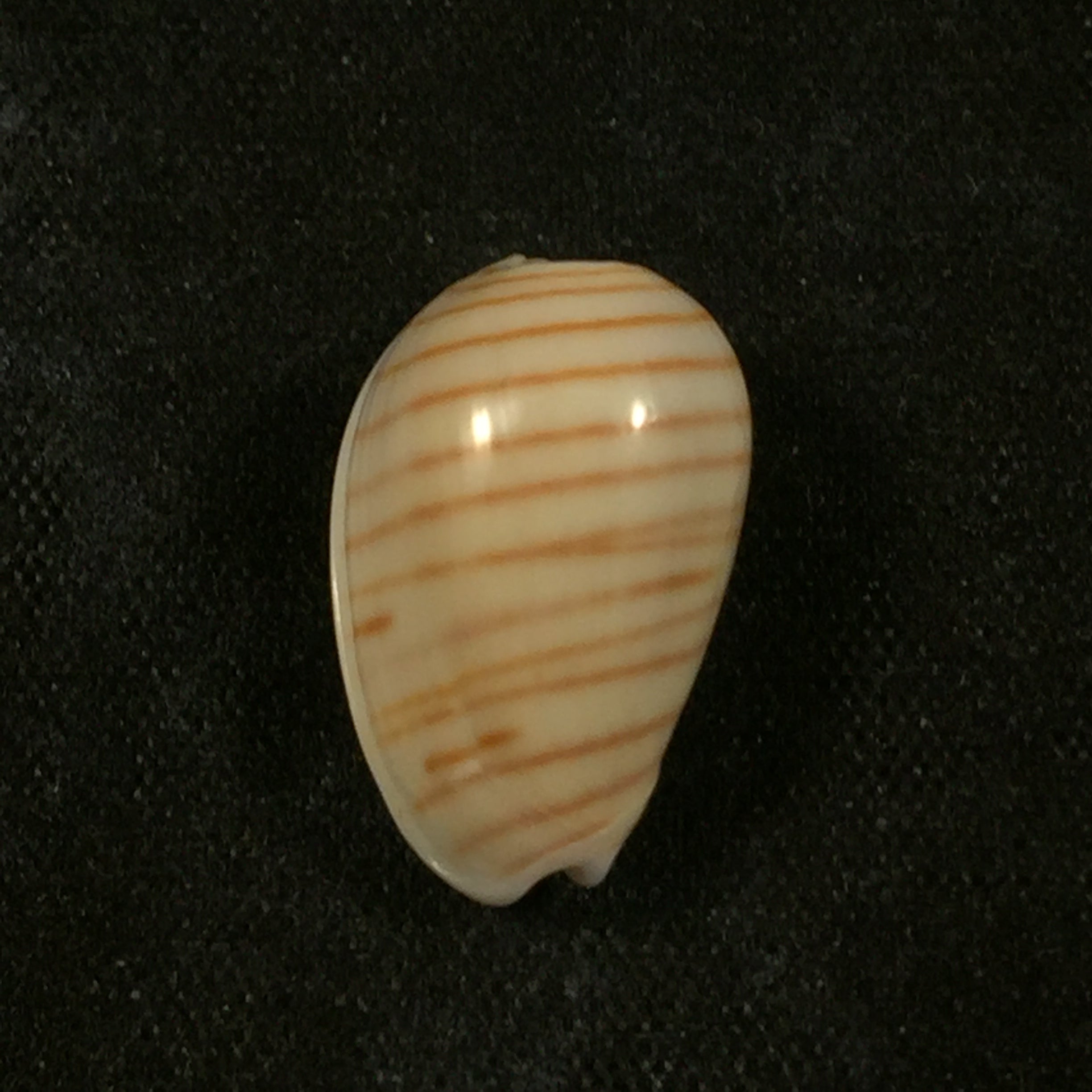 Persicula cingulata (Dillwyn, 1817) - 17mm