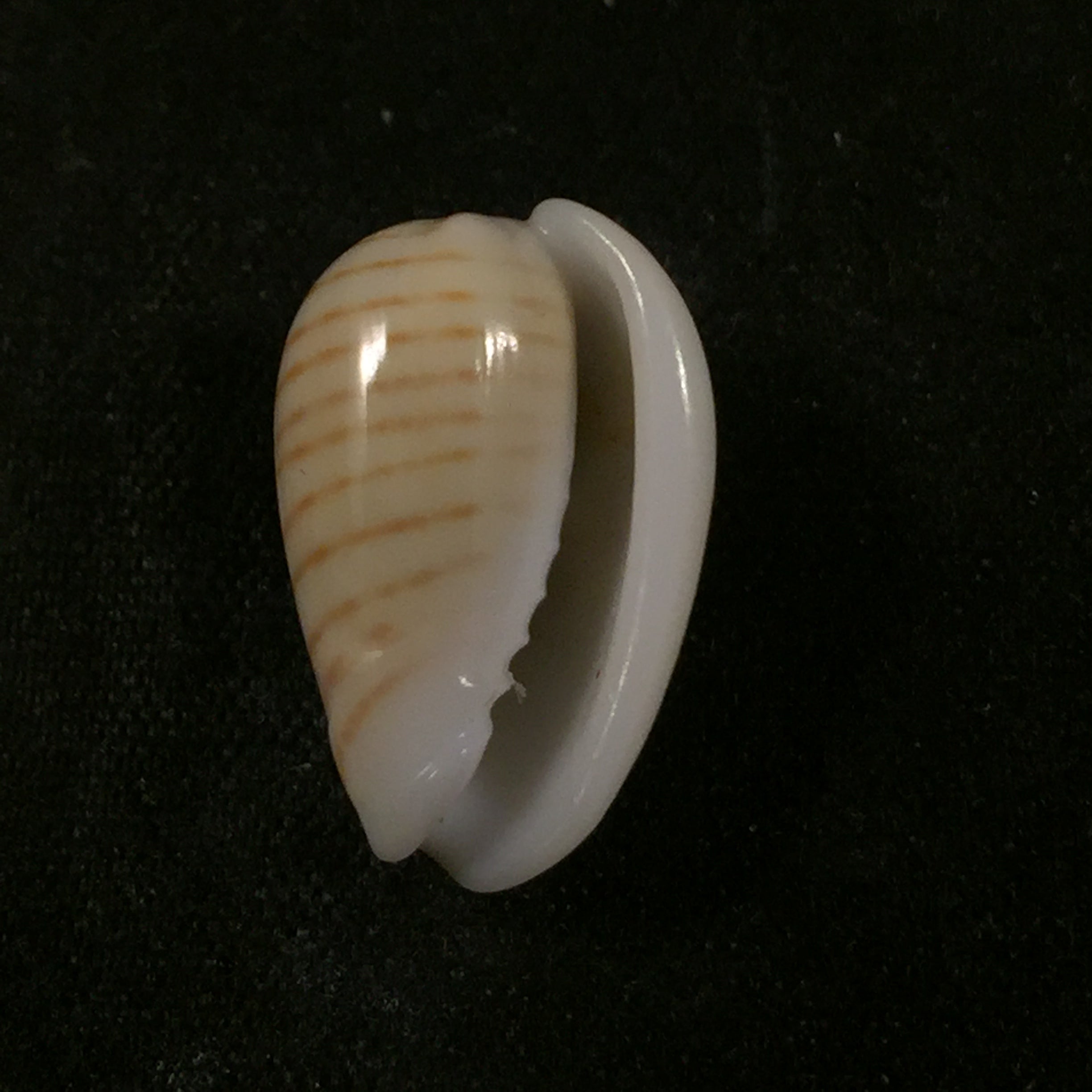 Persicula cingulata (Dillwyn, 1817) - 17mm