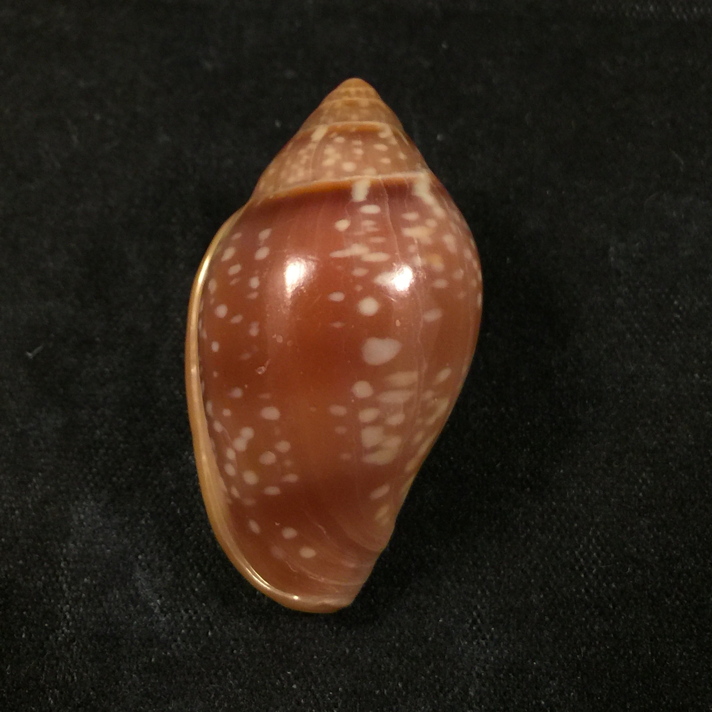 Marginella glabella (林奈, 1758) - 34,1mm