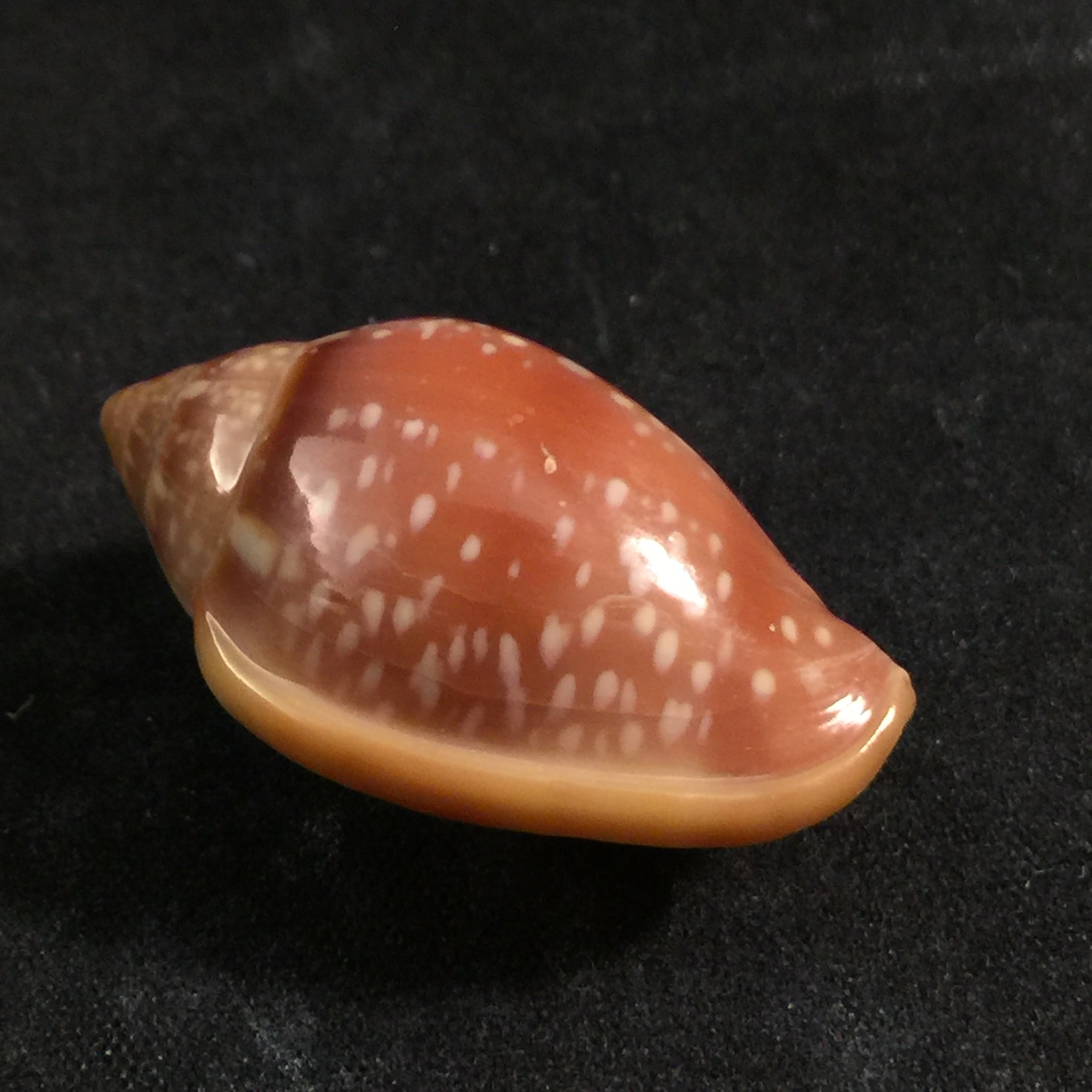 Marginella glabella (林奈, 1758) - 34,1mm