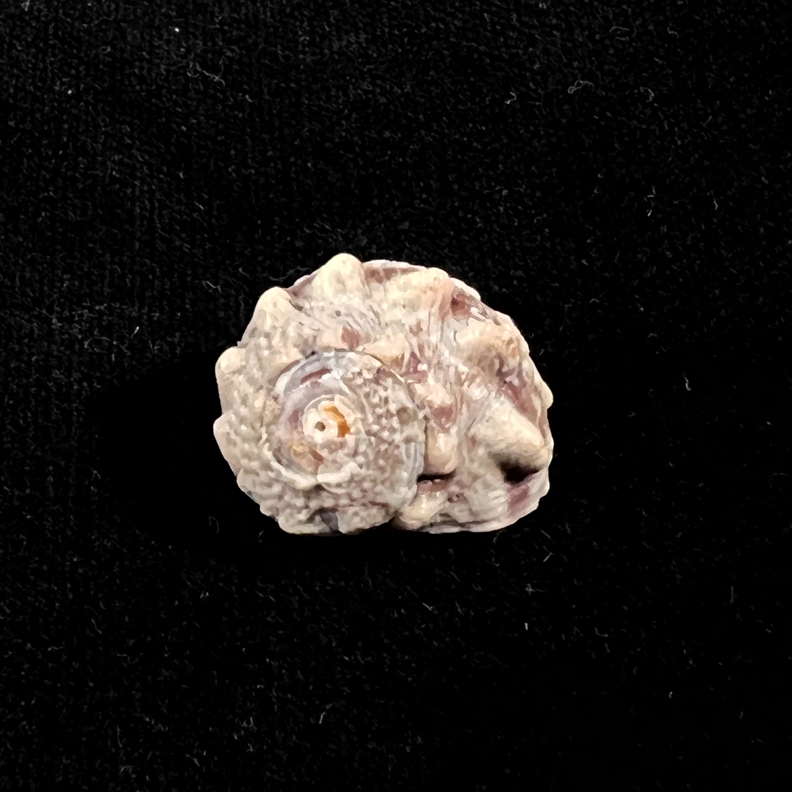 Lunella coronata (Gmelin,1791) - 20,8 毫米