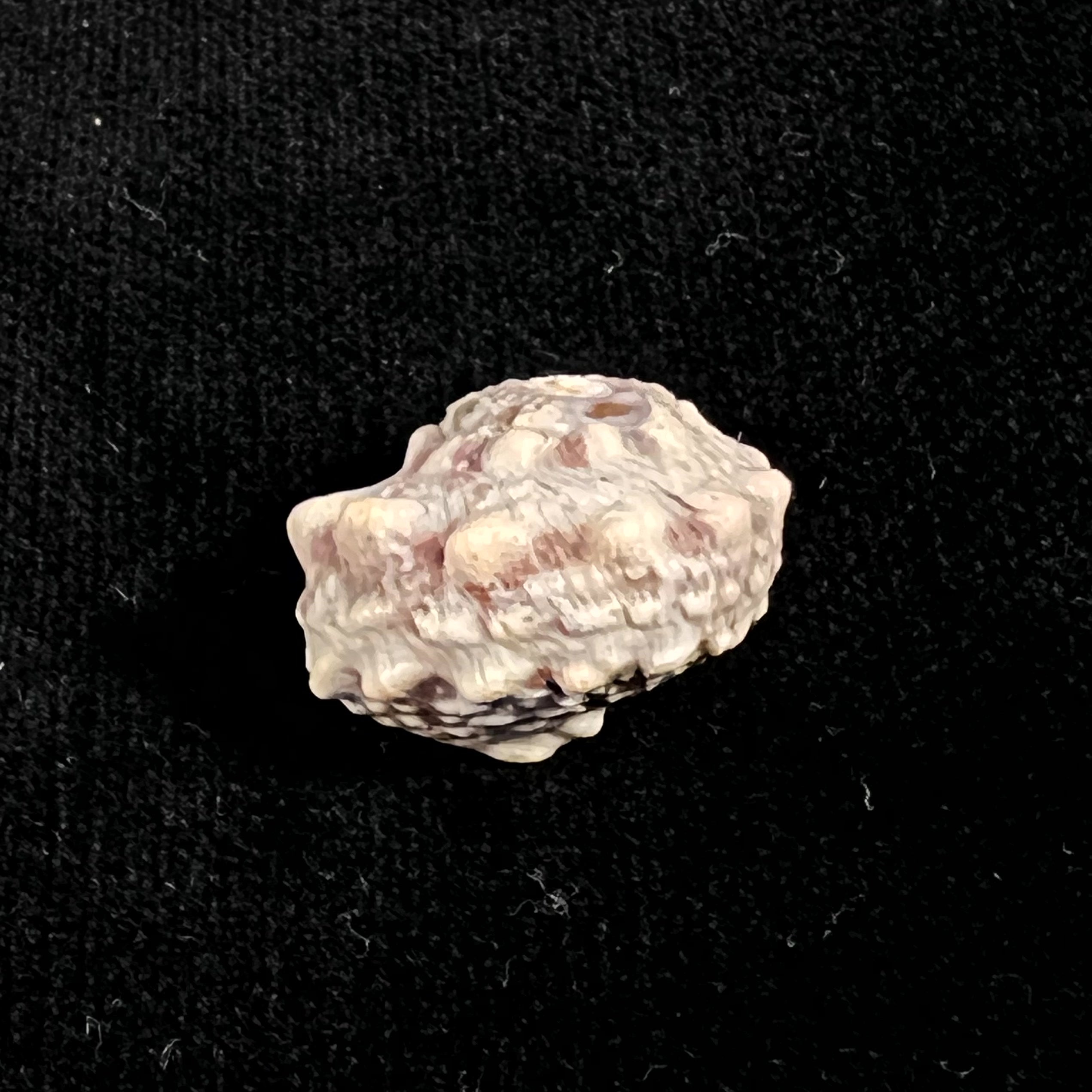 Lunella coronata (Gmelin,1791) - 20,8 毫米