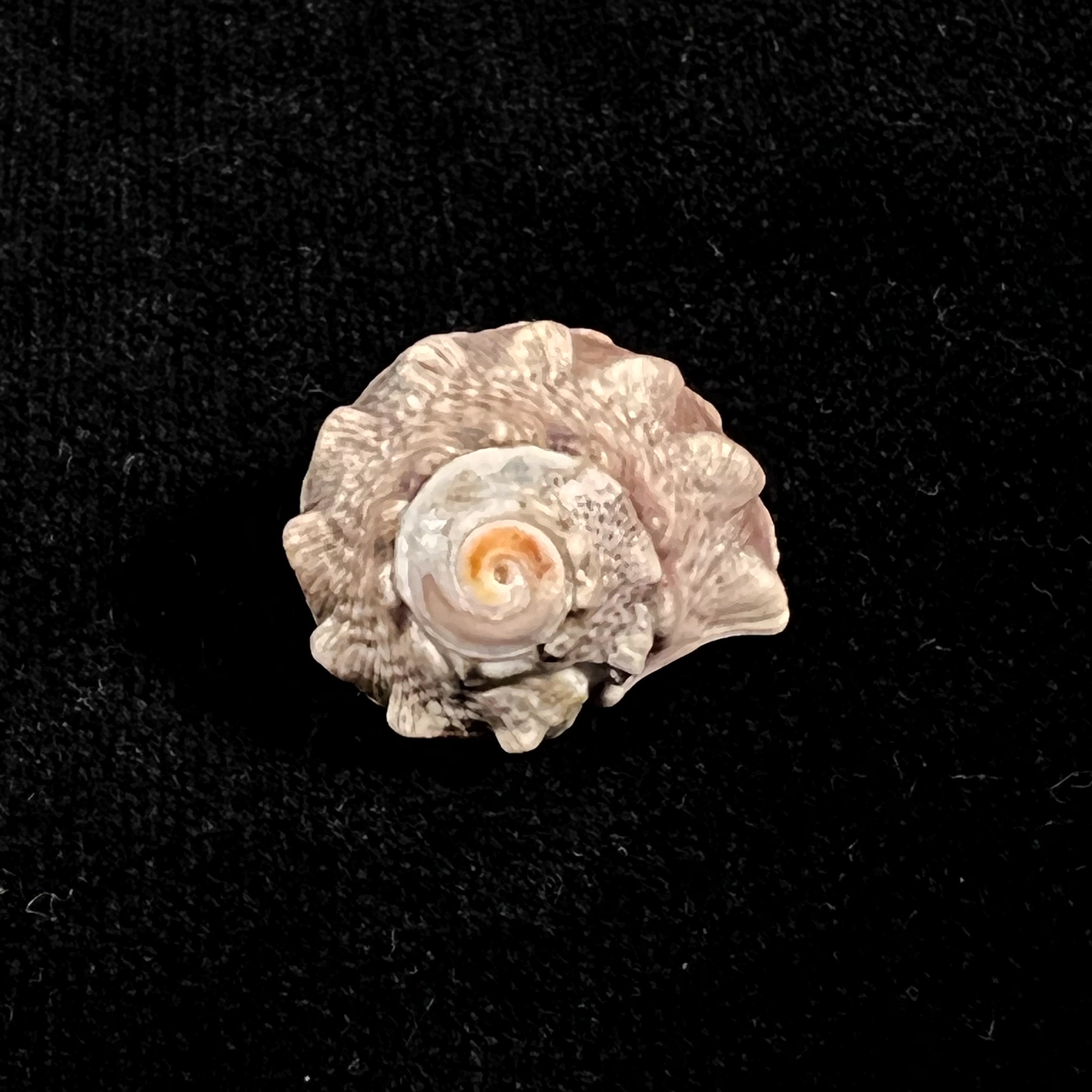 Lunella coronata (Gmelin,1791) - 20,4 毫米