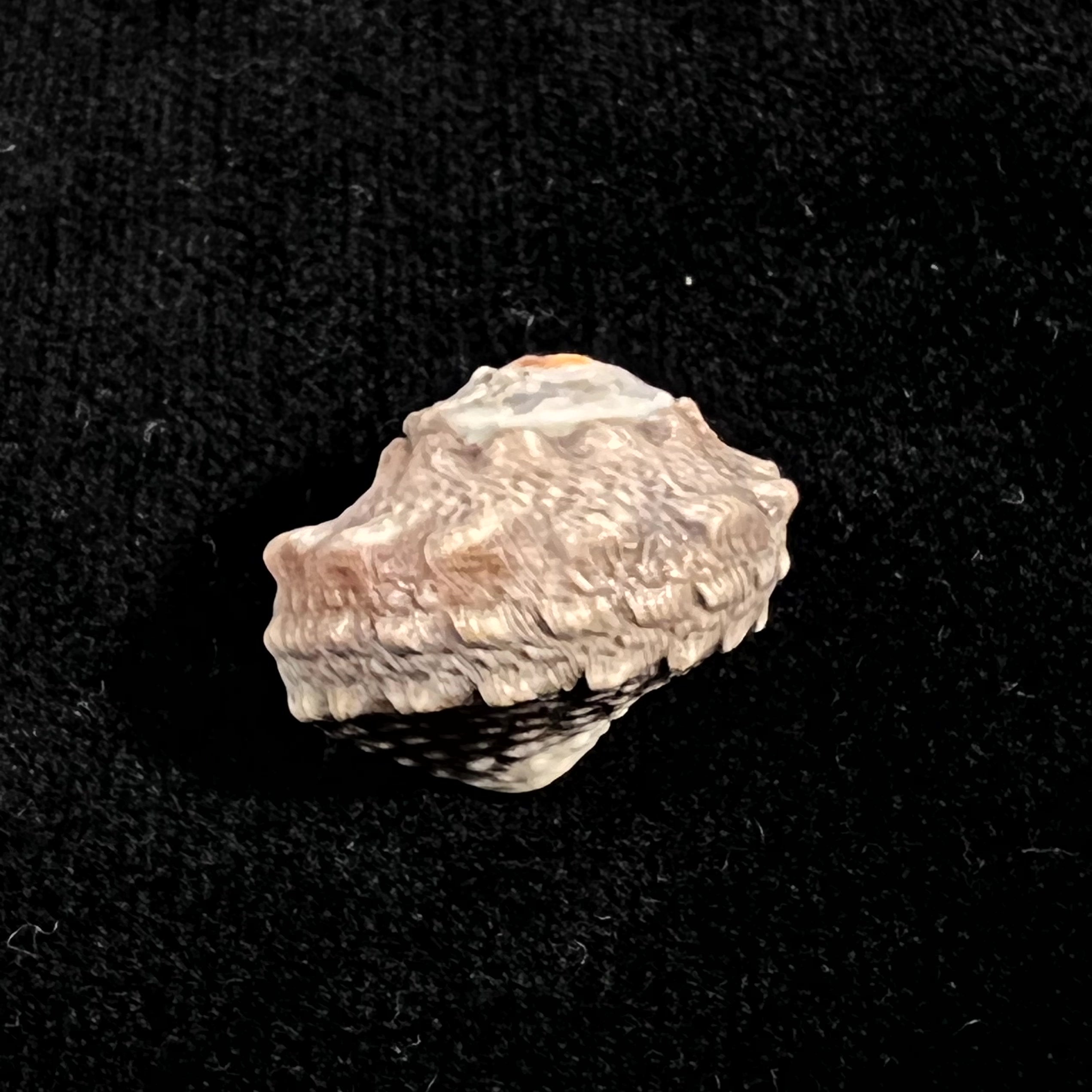 Lunella coronata (Gmelin,1791) - 20,4 毫米