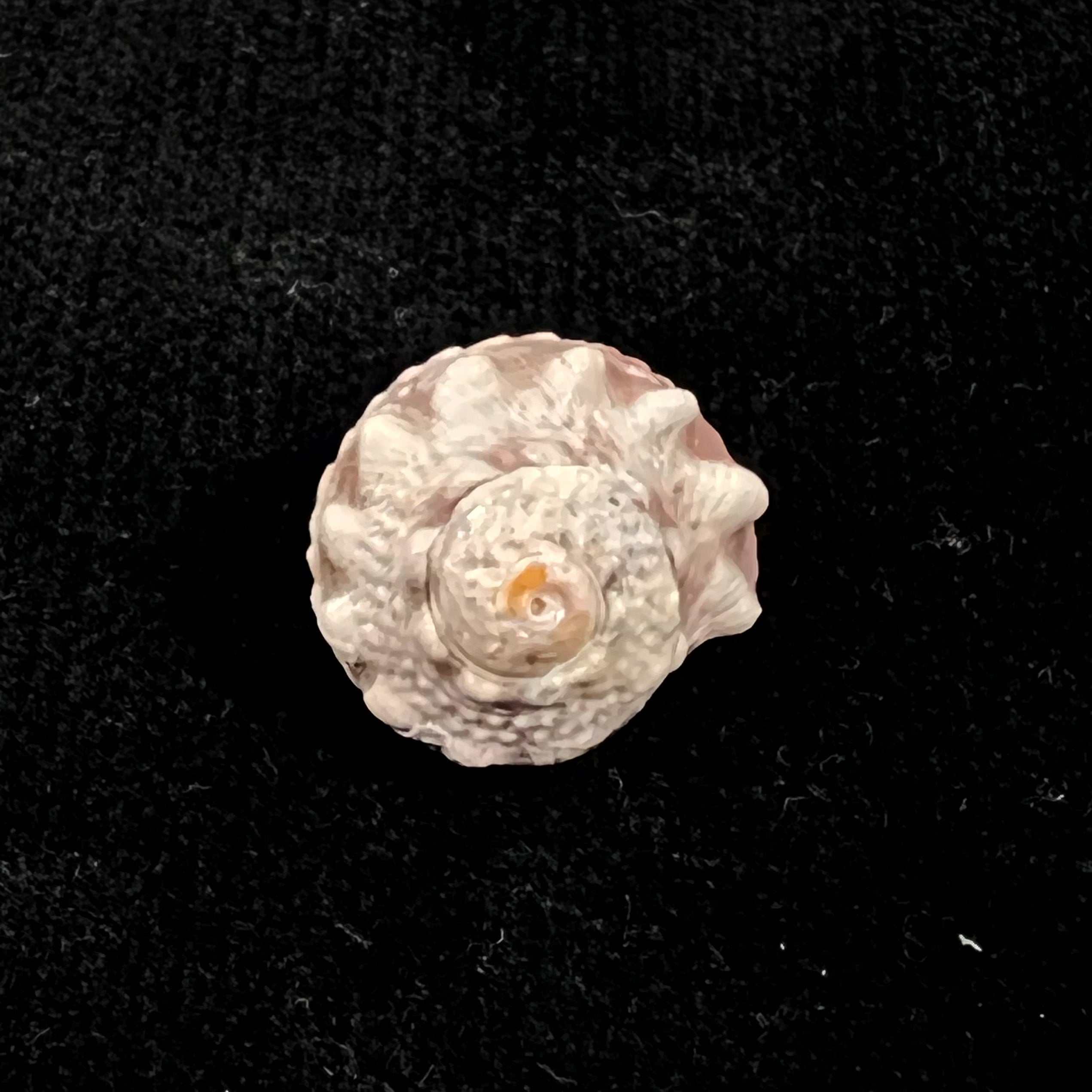 Lunella coronata (Gmelin,1791) - 17,5mm