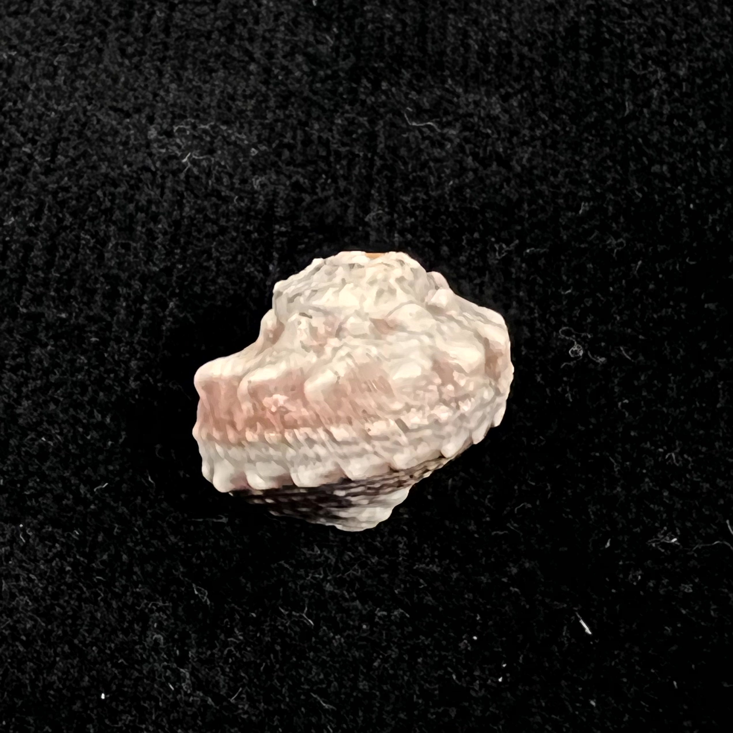 Lunella coronata (Gmelin,1791) - 17,5mm