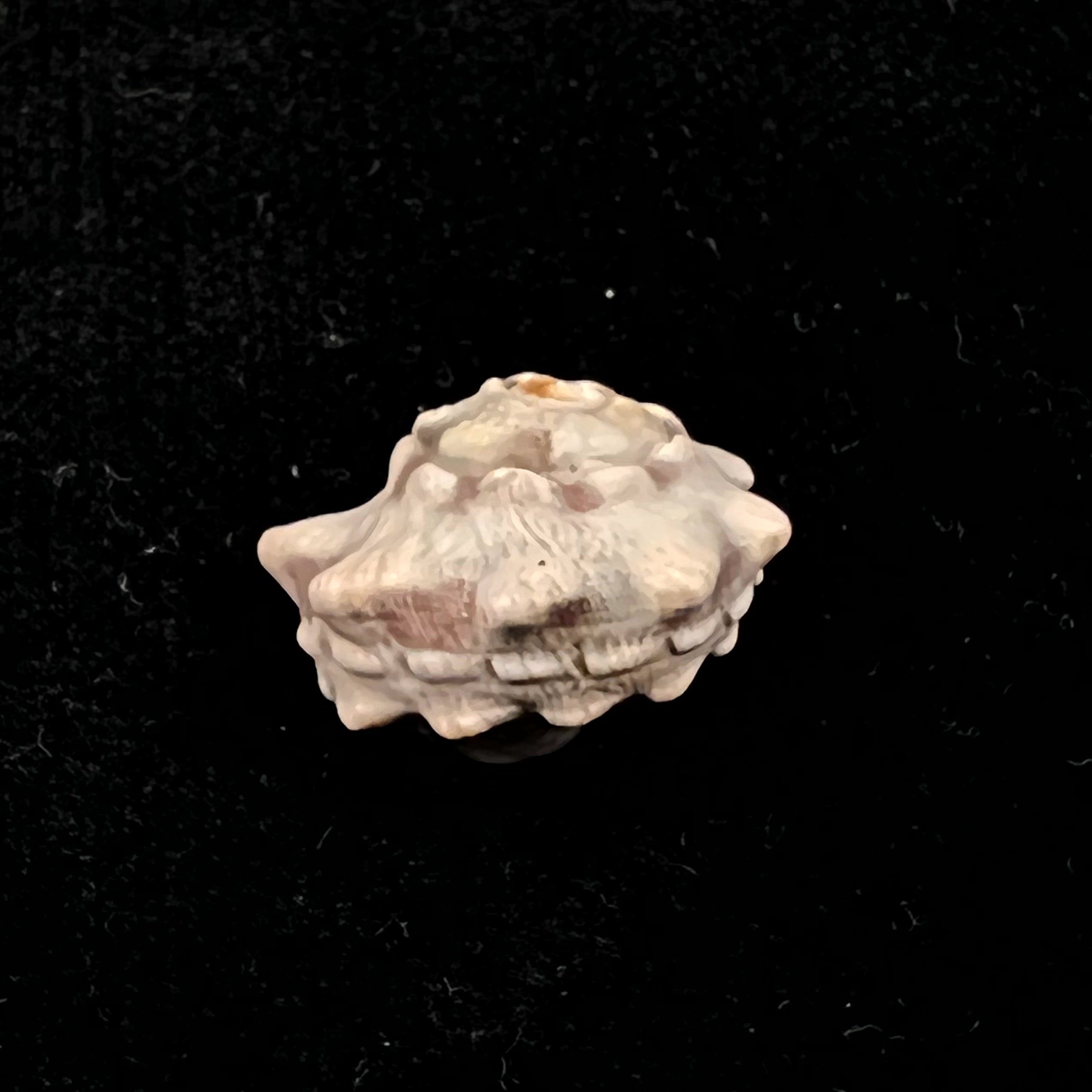 Lunella coronata (Gmelin,1791) - 19,2mm