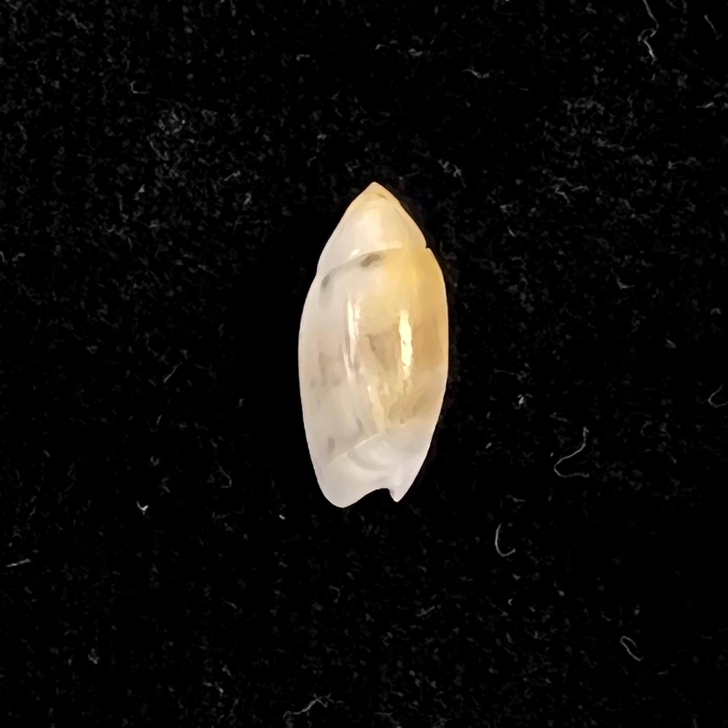 Olivella millepunctata (Duclos, 1840) - 13,8mm