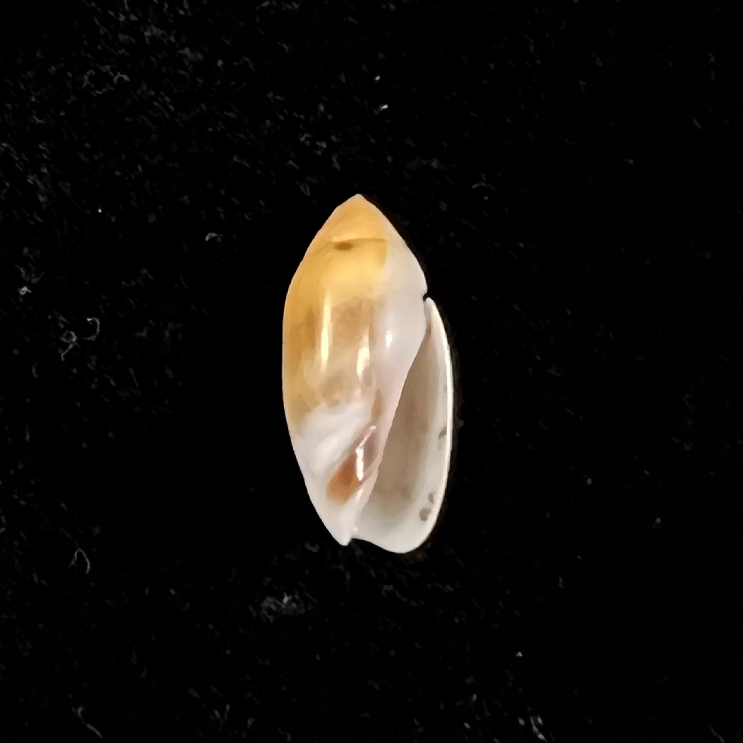 Olivella millepunctata (Duclos, 1840) - 13,8mm