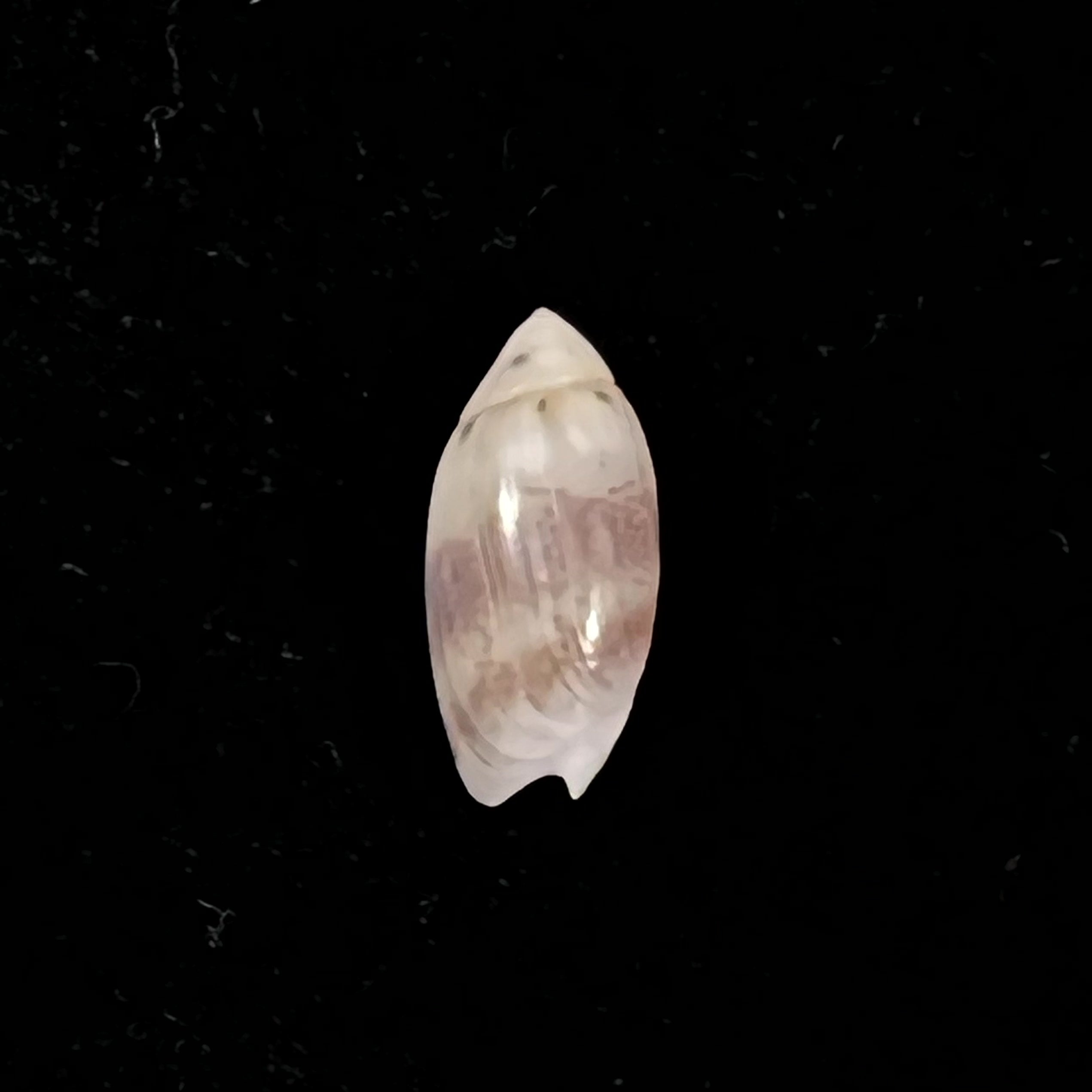 Olivella millepunctata (Duclos, 1840) - 13,8mm