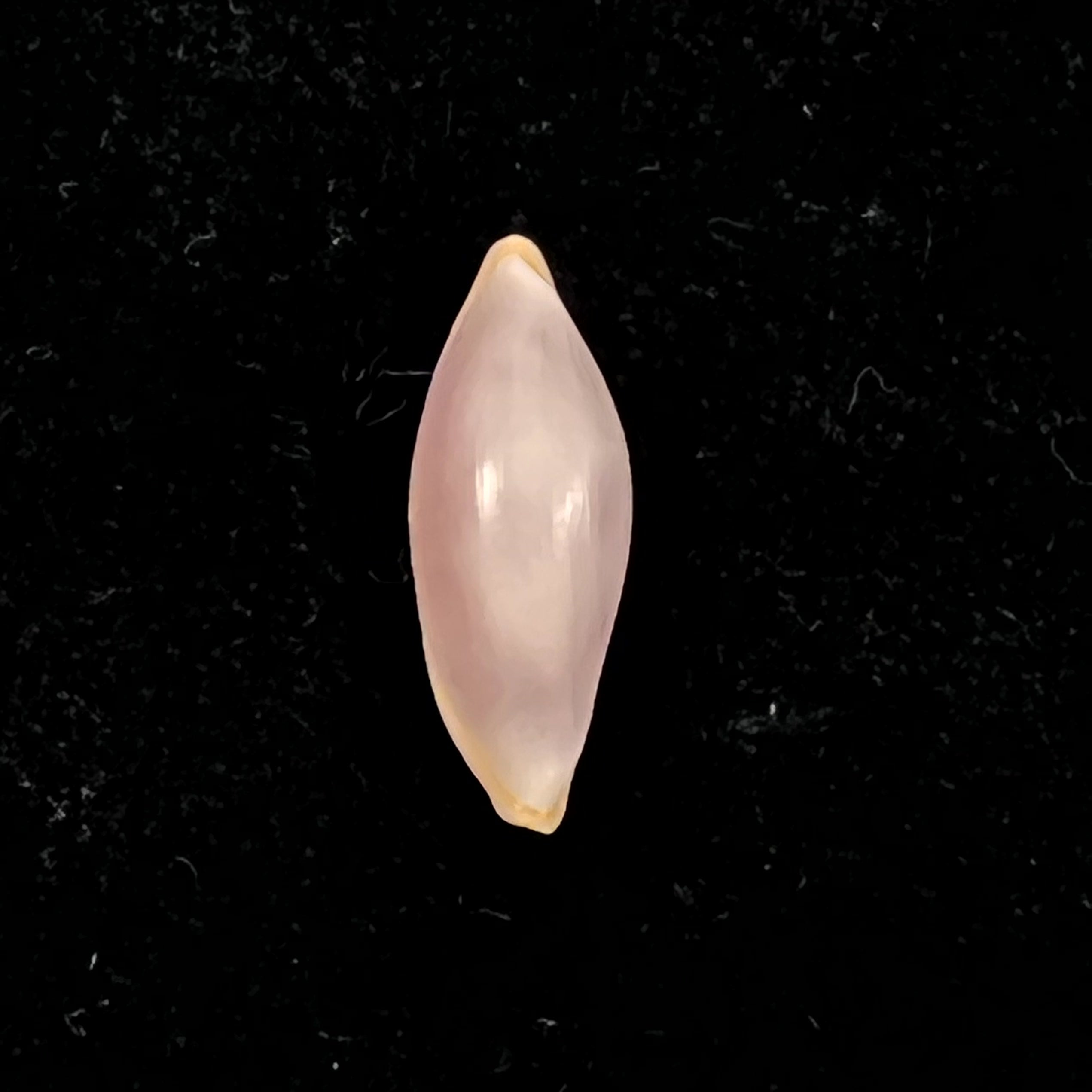 Naviculavolva Massierorum (Fehse, 1999) - 14,1mm