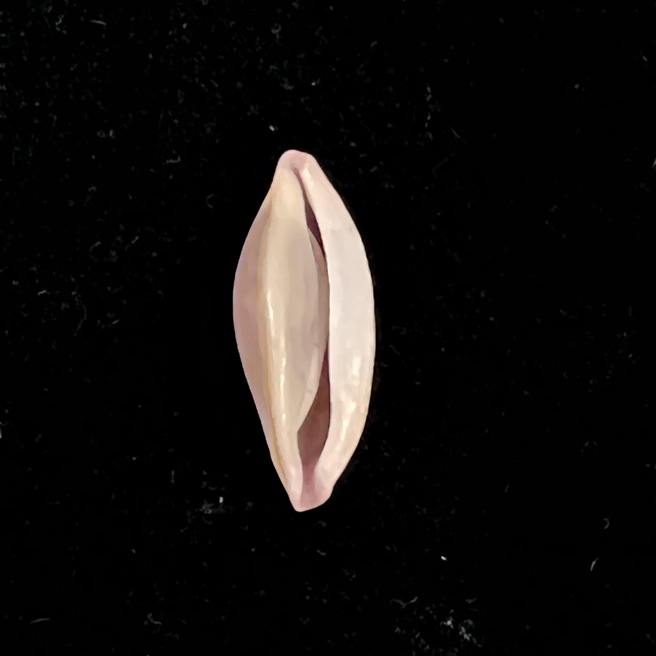 Naviculavolva Massierorum (Fehse, 1999) - 14,1mm