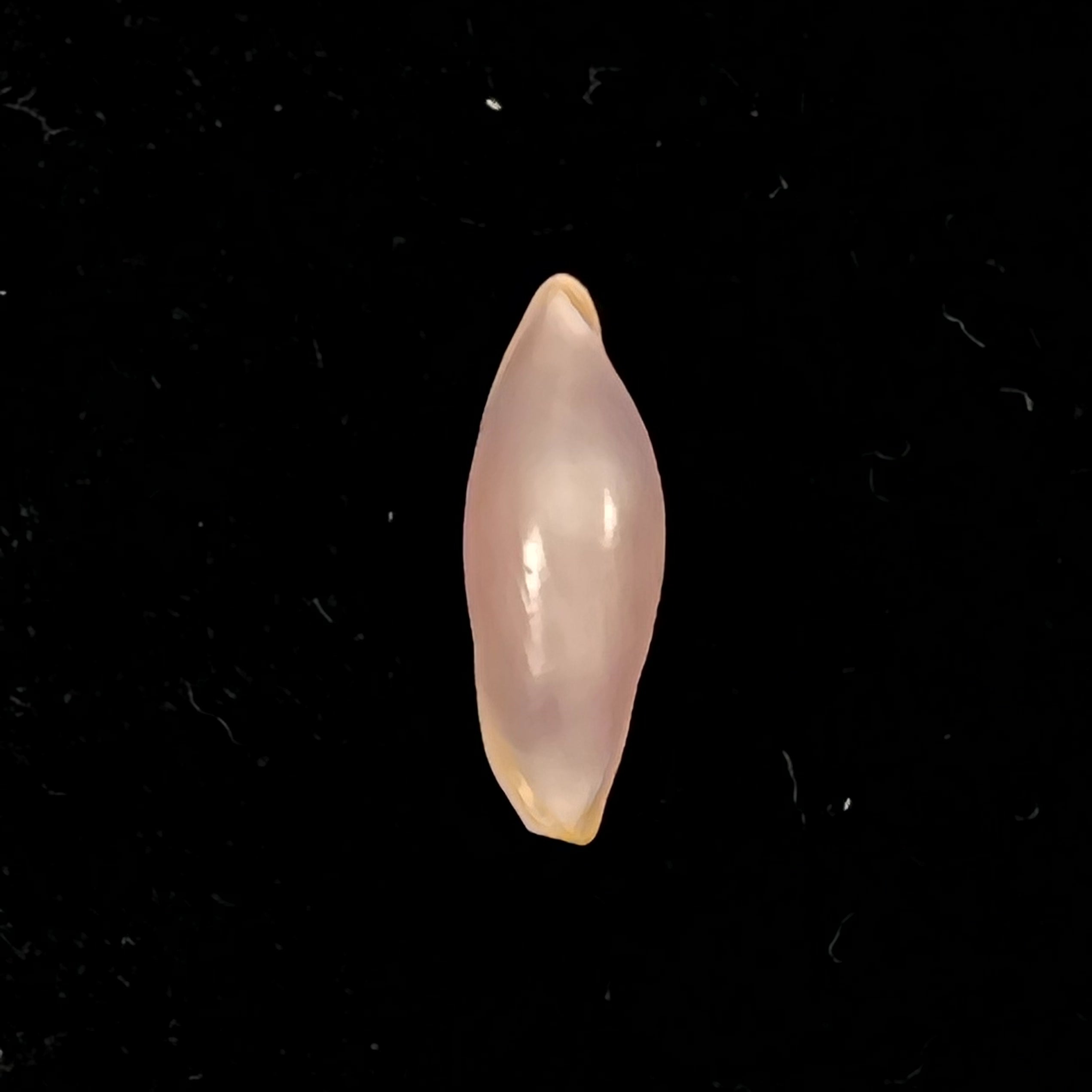 Naviculavolva Massierorum (Fehse, 1999) - 13,7mm