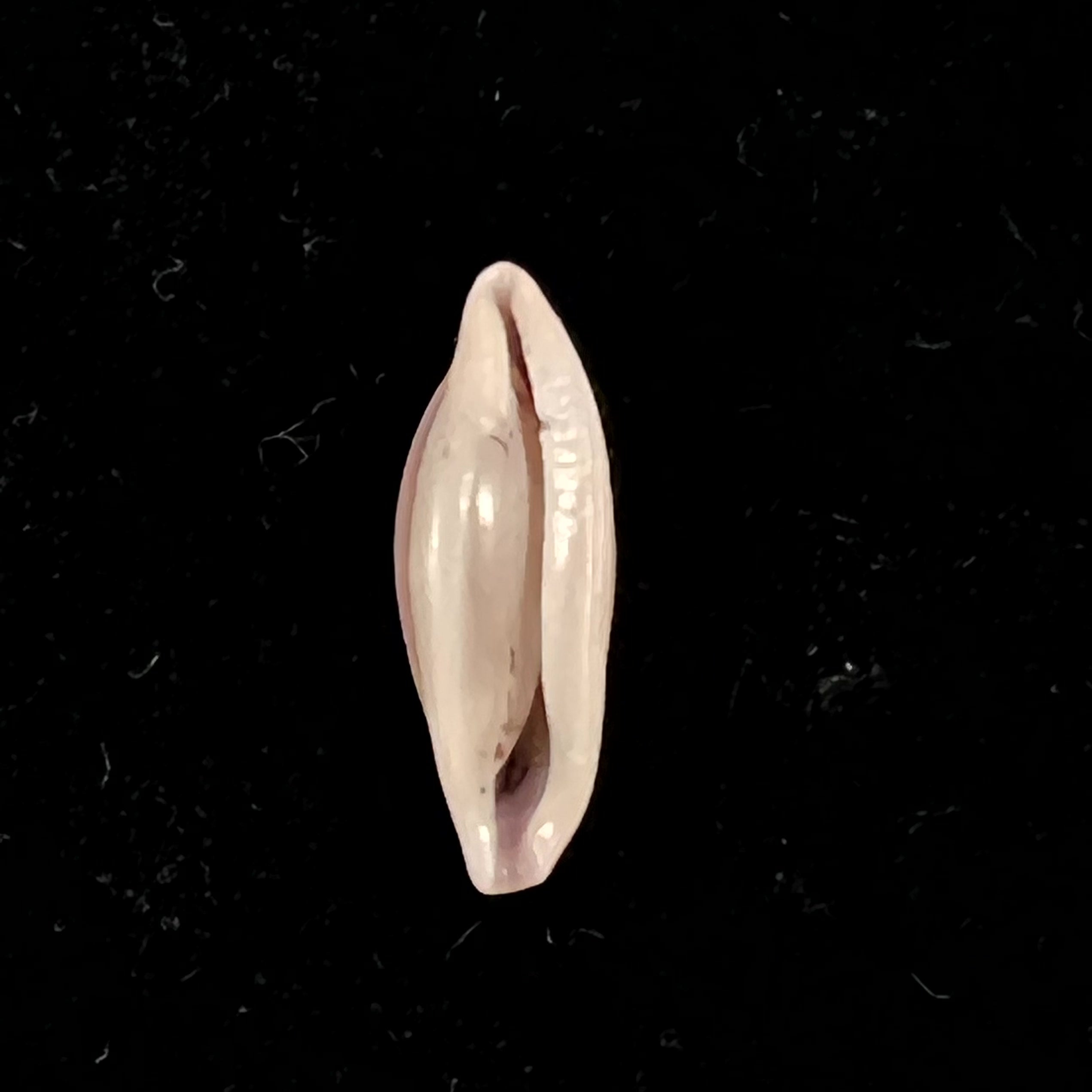 Naviculavolva Massierorum (Fehse, 1999) - 13,7mm