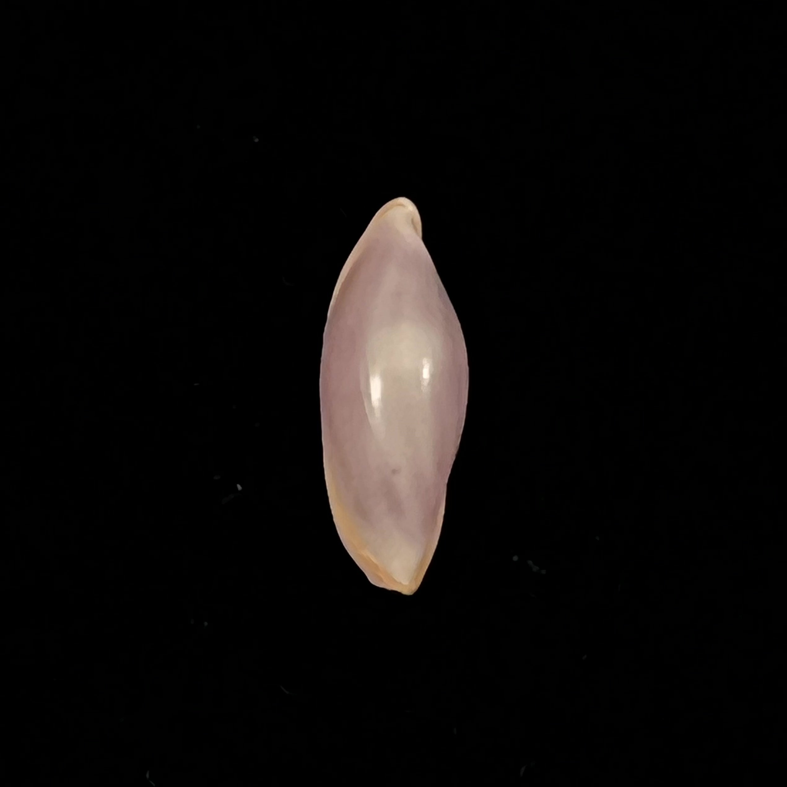 Naviculavolva Massierorum (Fehse, 1999) - 13,7mm