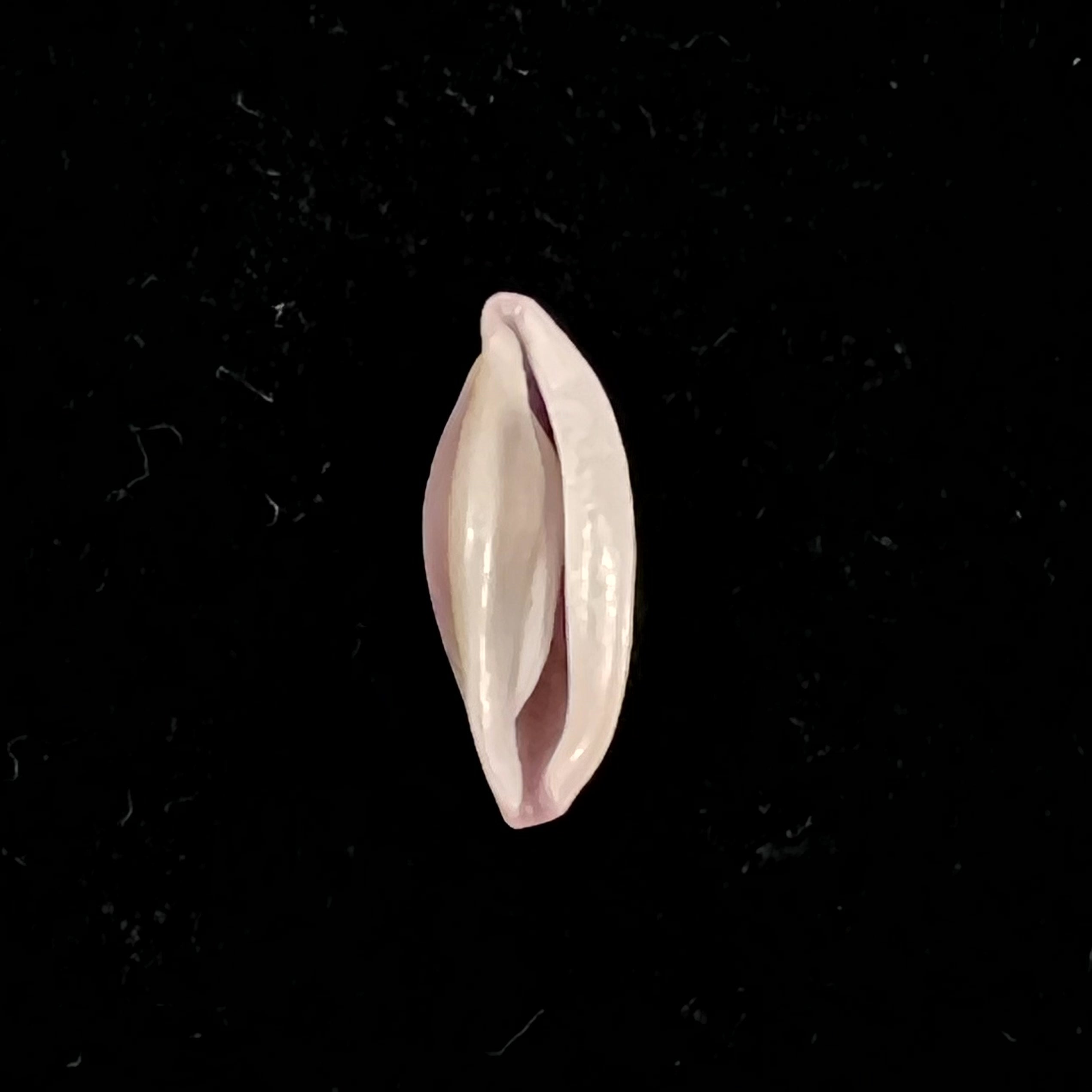 Naviculavolva Massierorum (Fehse, 1999) - 13,7mm