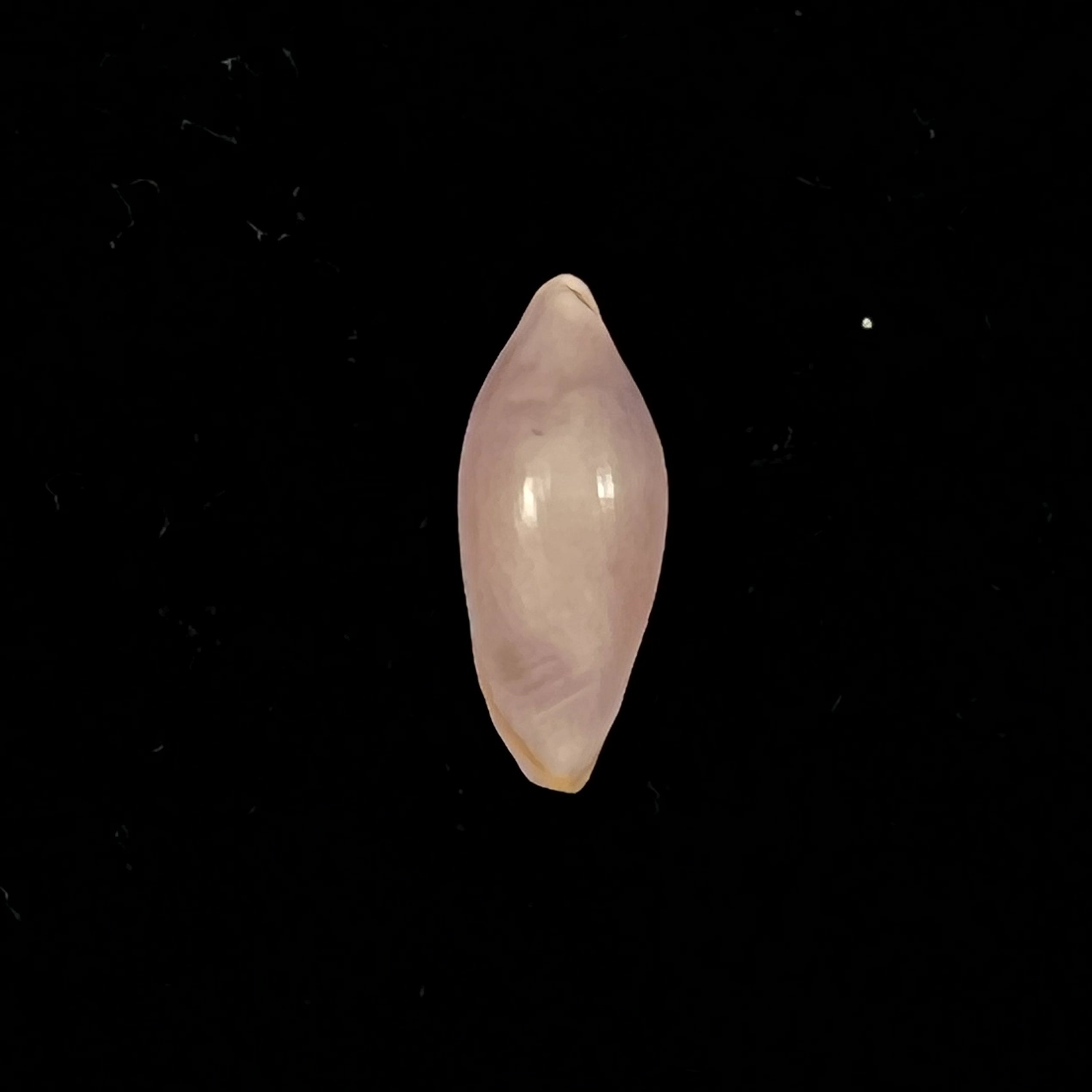 Naviculavolva Massierorum (Fehse, 1999) - 14,1mm