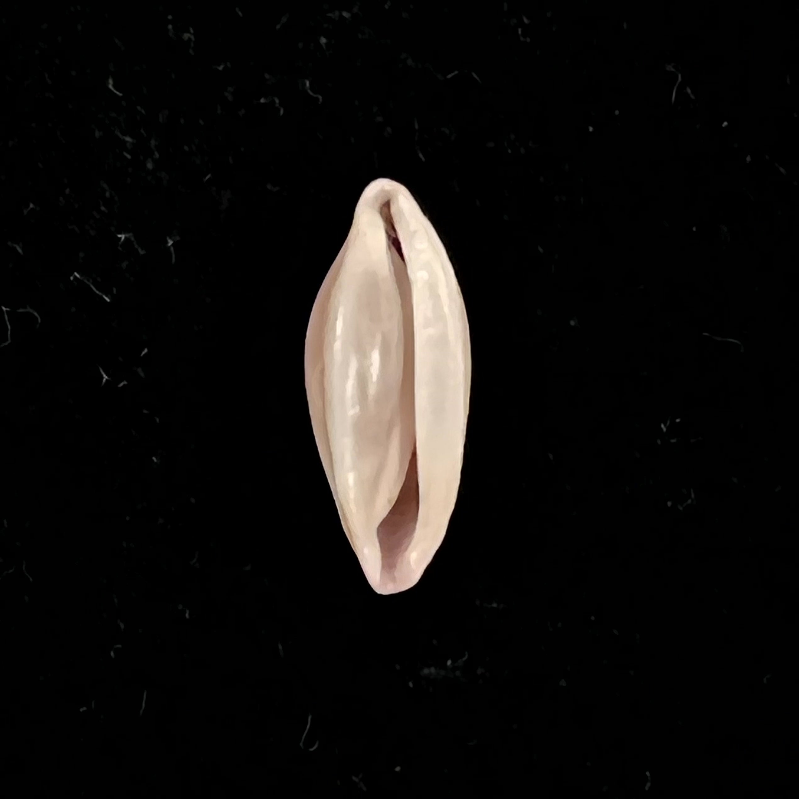 Naviculavolva Massierorum (Fehse, 1999) - 14,1mm