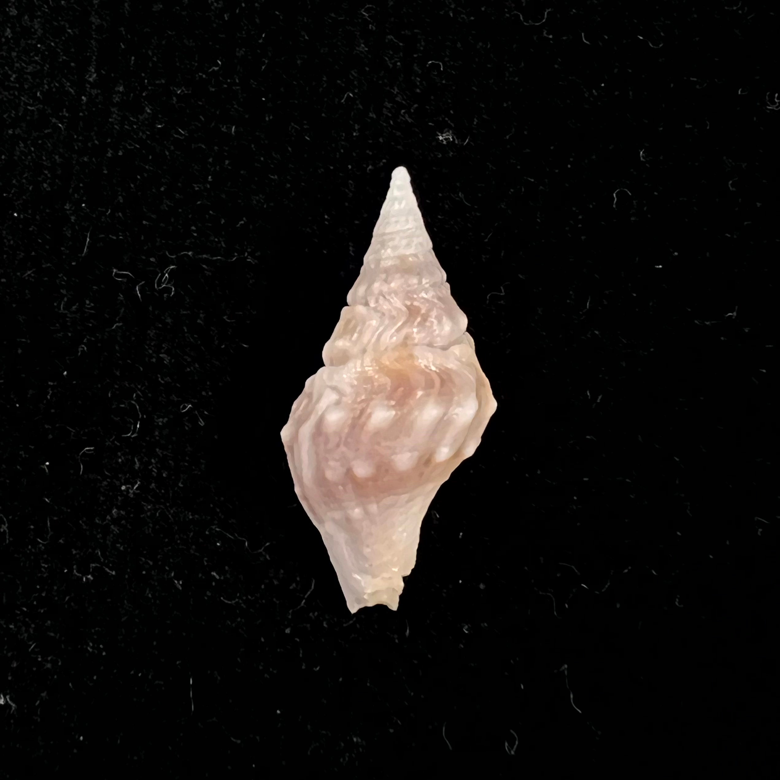 Clavatula sp - 18,7mm