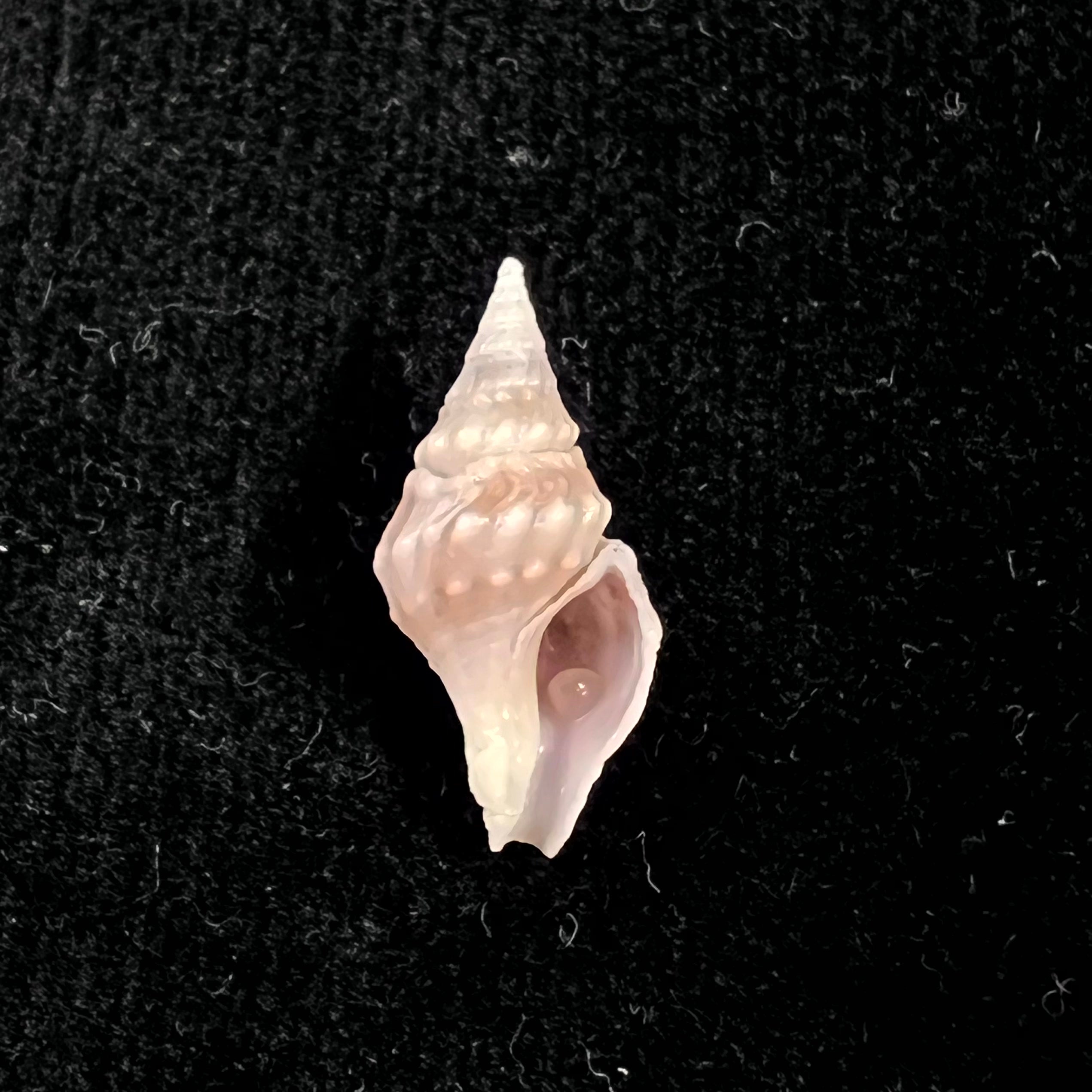 Clavatula sp - 18,7mm