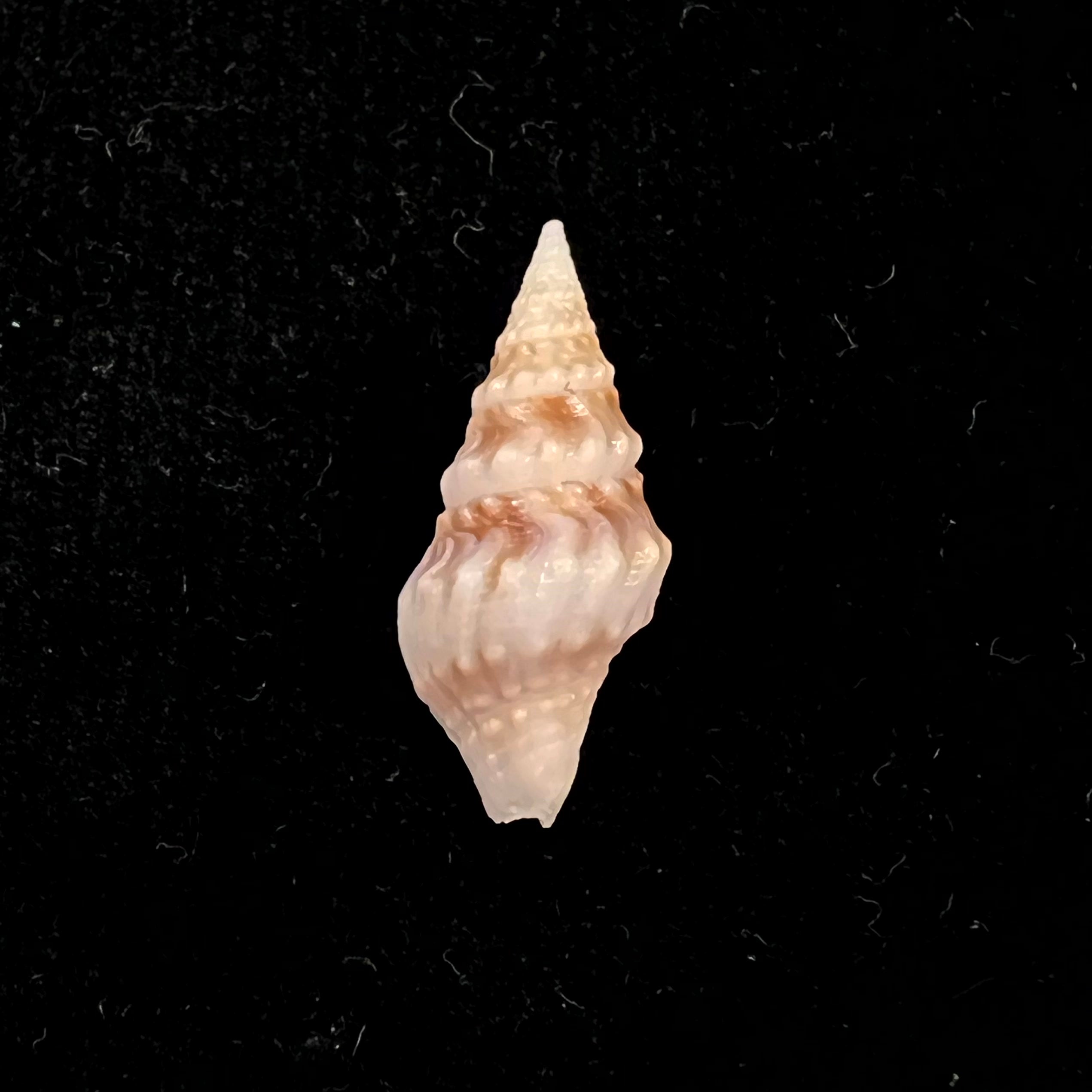 Clavatula sp - 19,4mm