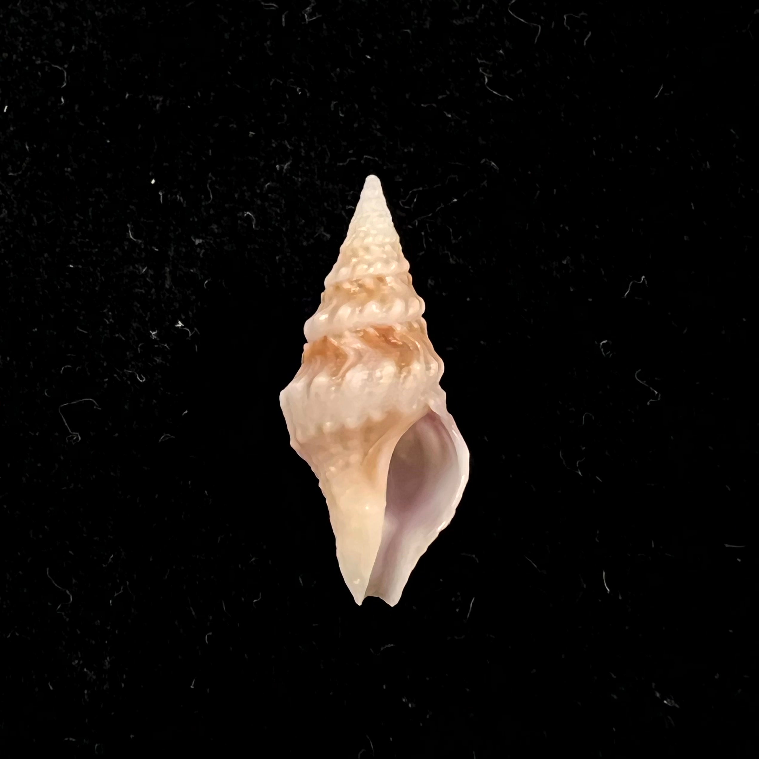 Clavatula sp - 19,4mm