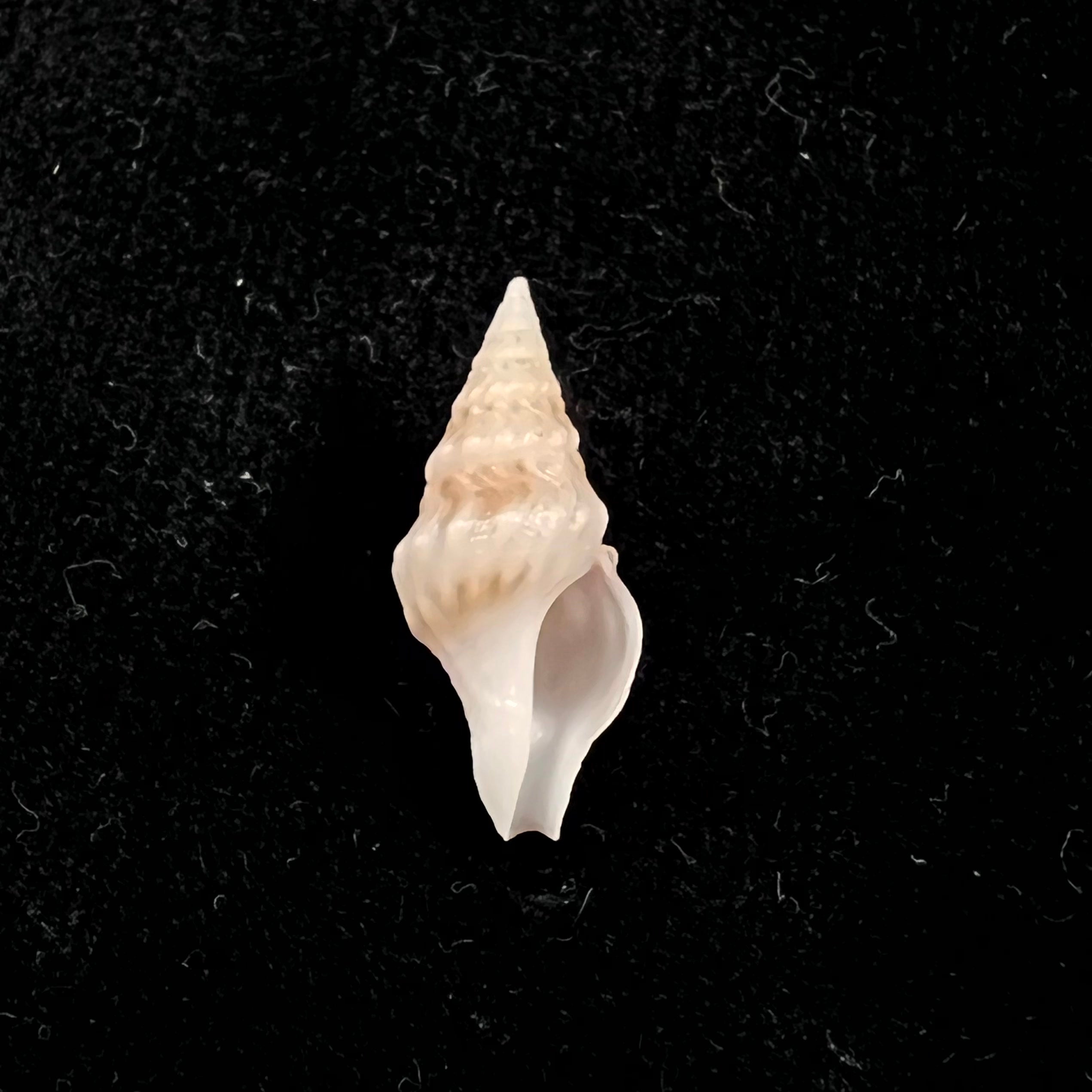 Clavatula sp - 18,7mm