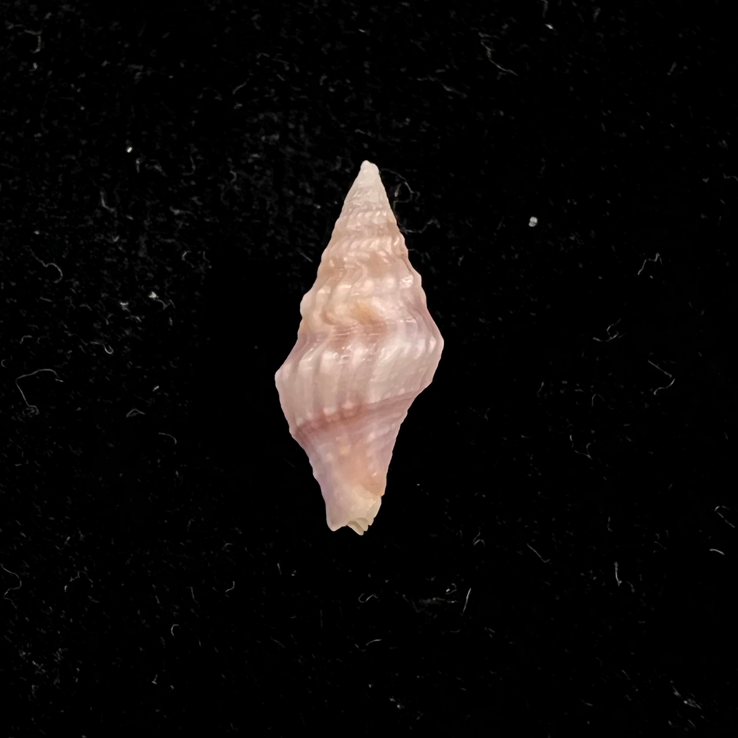 Clavatula sp - 15,6mm