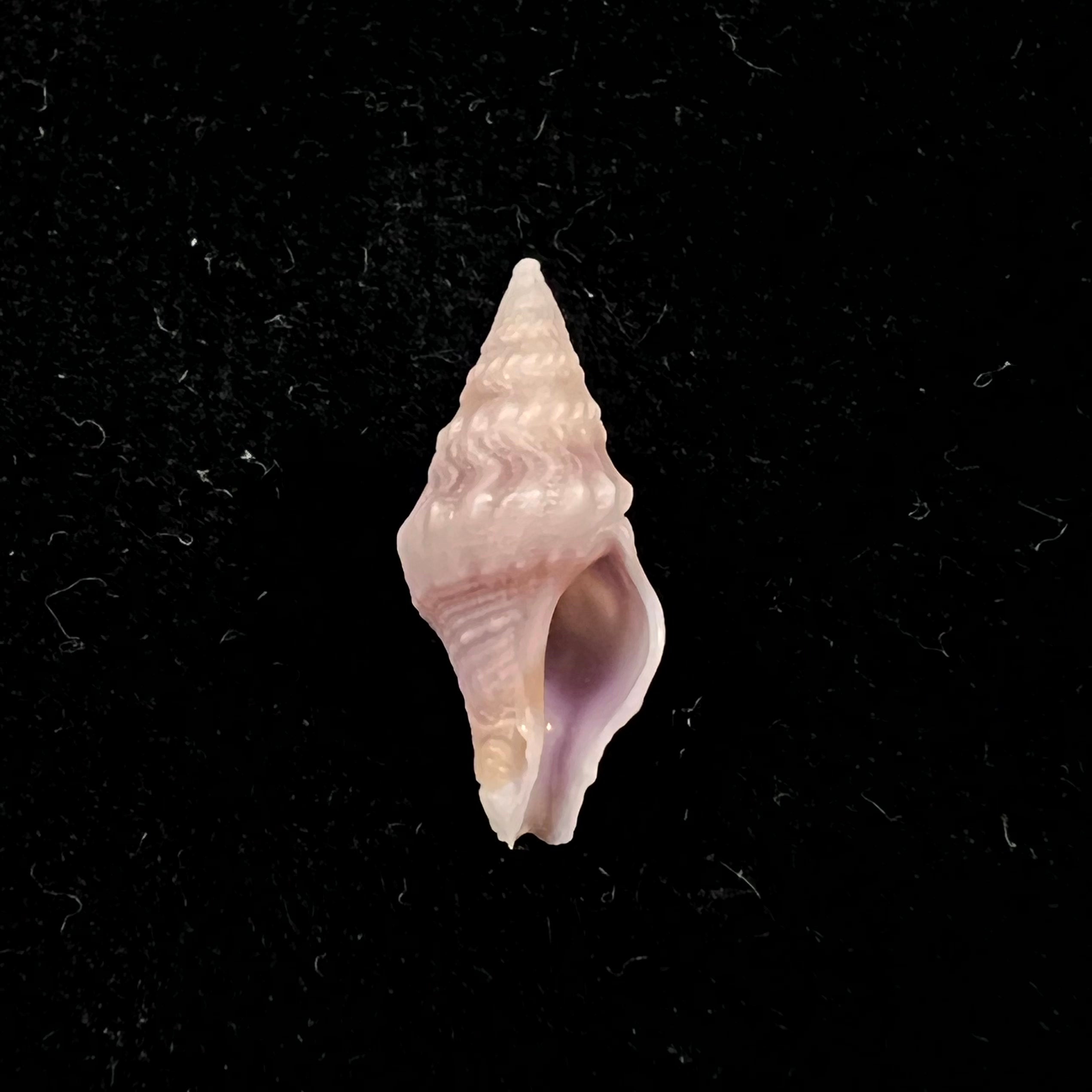 Clavatula sp - 15,6mm