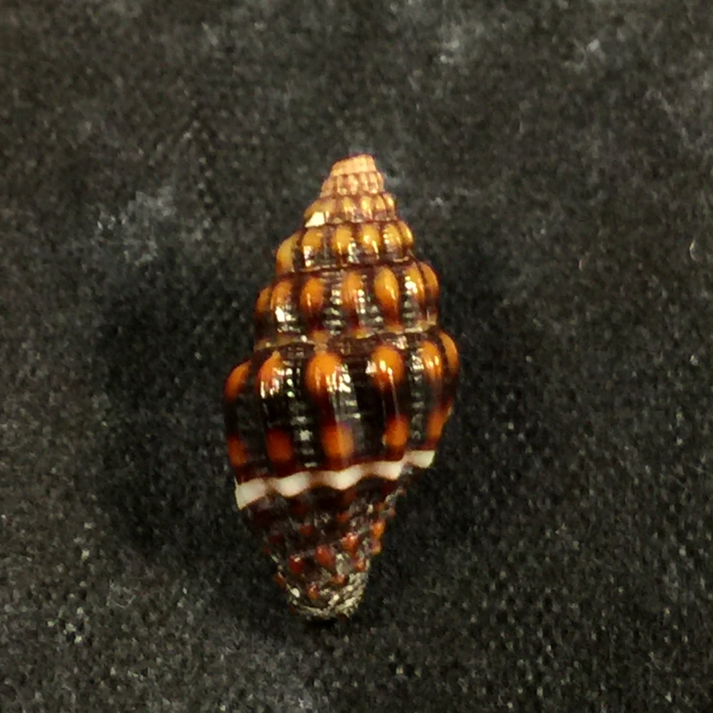Vexillum albocintum (CB Adams, 1845) - 14,7mm