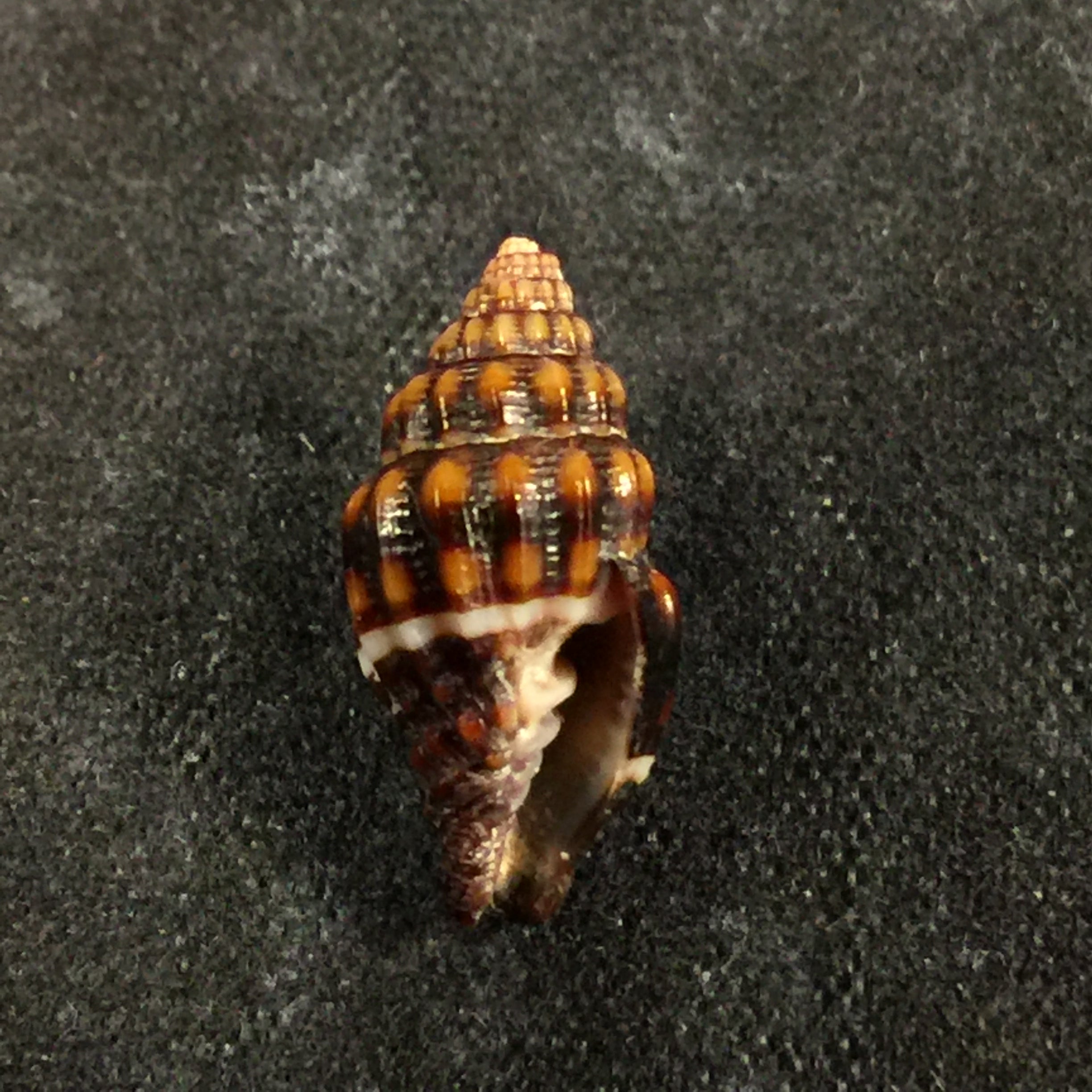 Vexillum albocintum (CB Adams, 1845) - 14,7mm