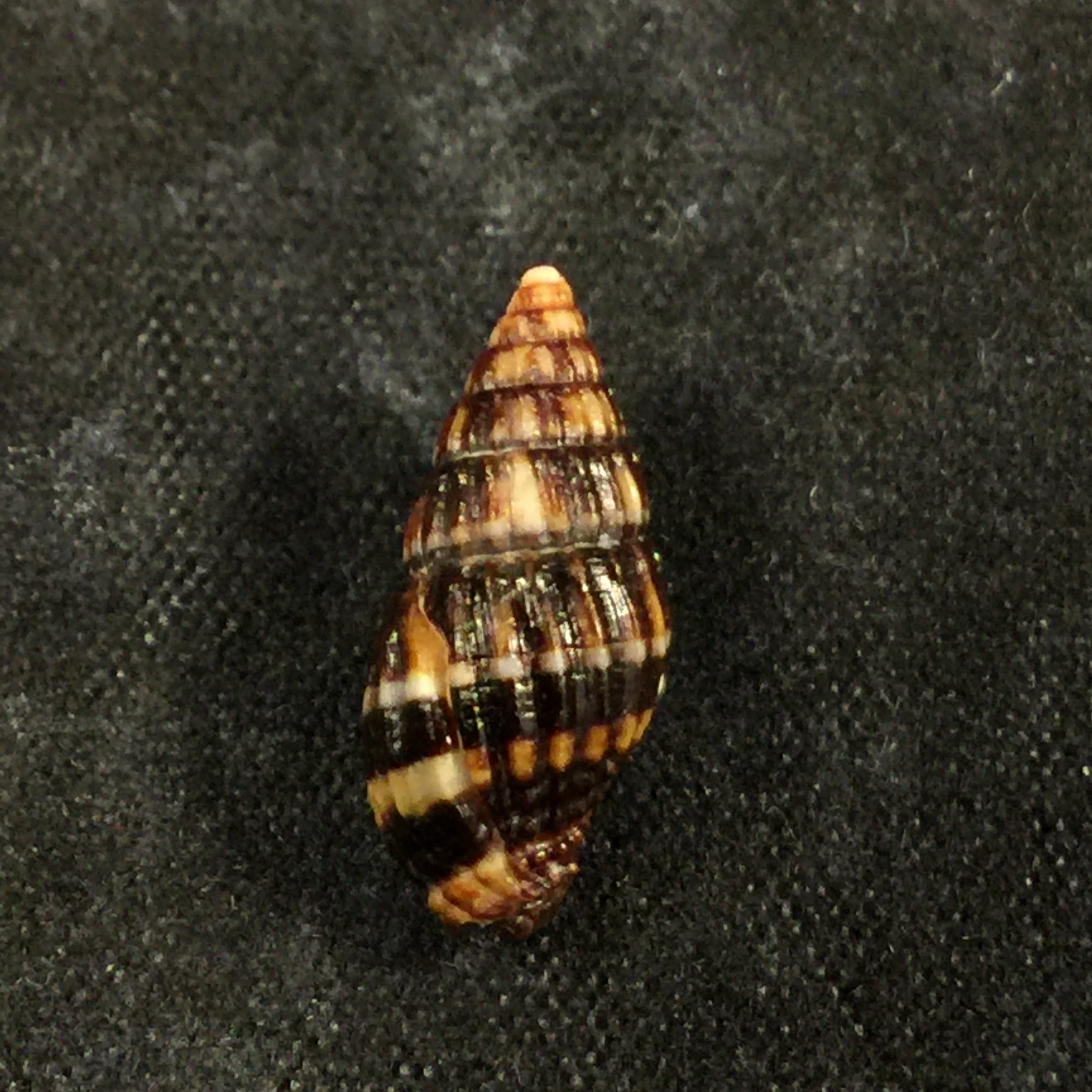 Vexillum dermestinum (Lamarck, 1811) - 15,9mm