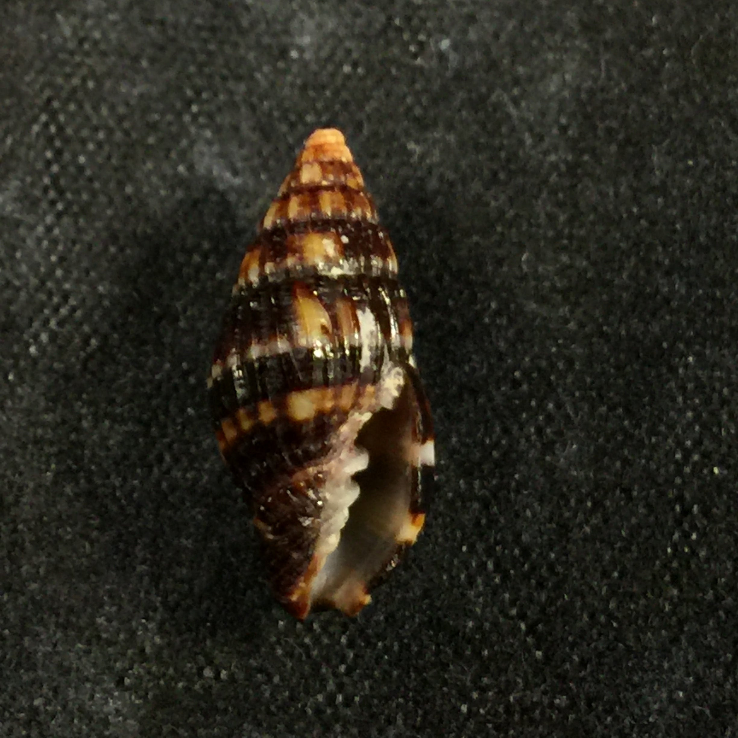 Vexillum dermestinum (Lamarck, 1811) - 15,9mm
