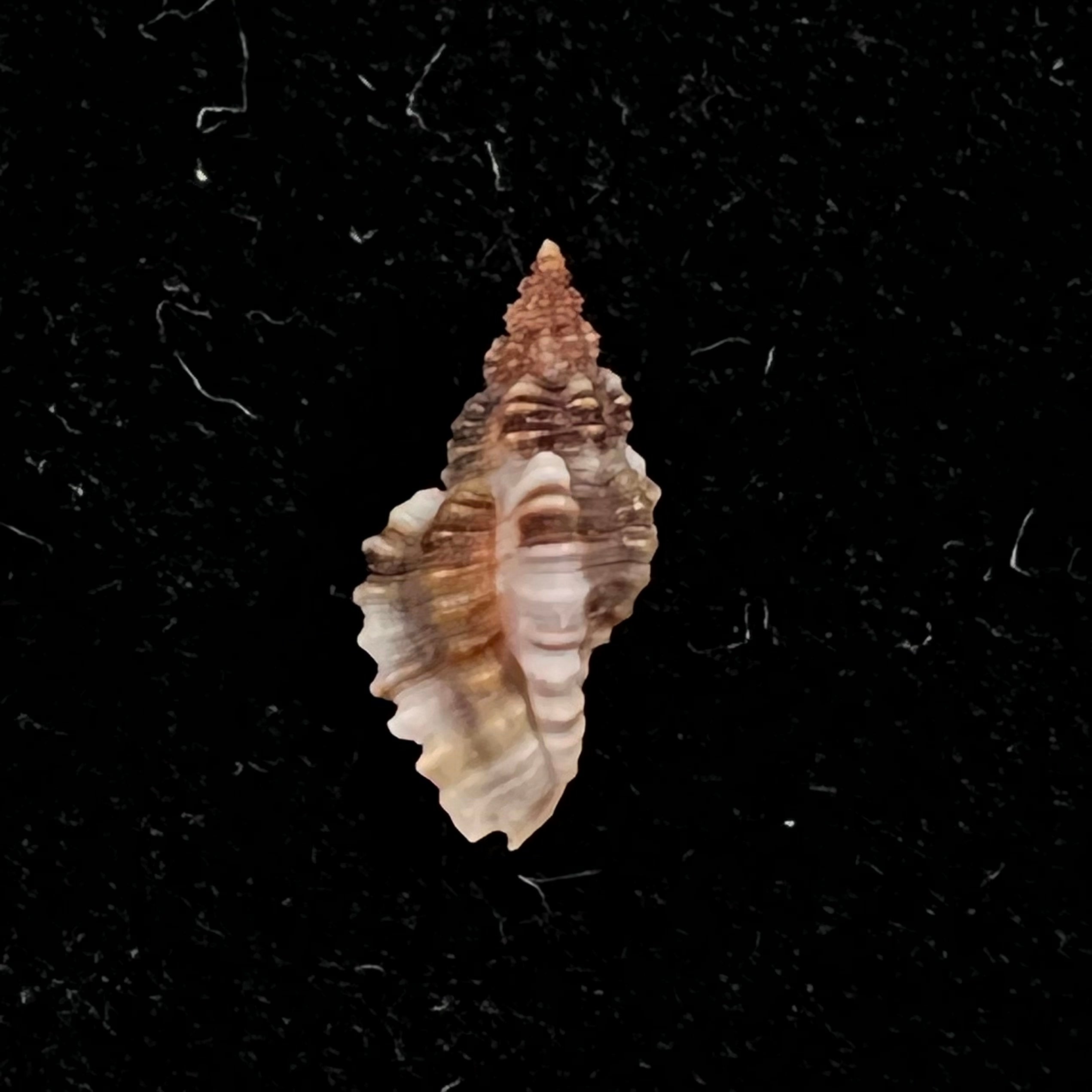 Africanella coseli (Houart, 1989) - 9,4mm