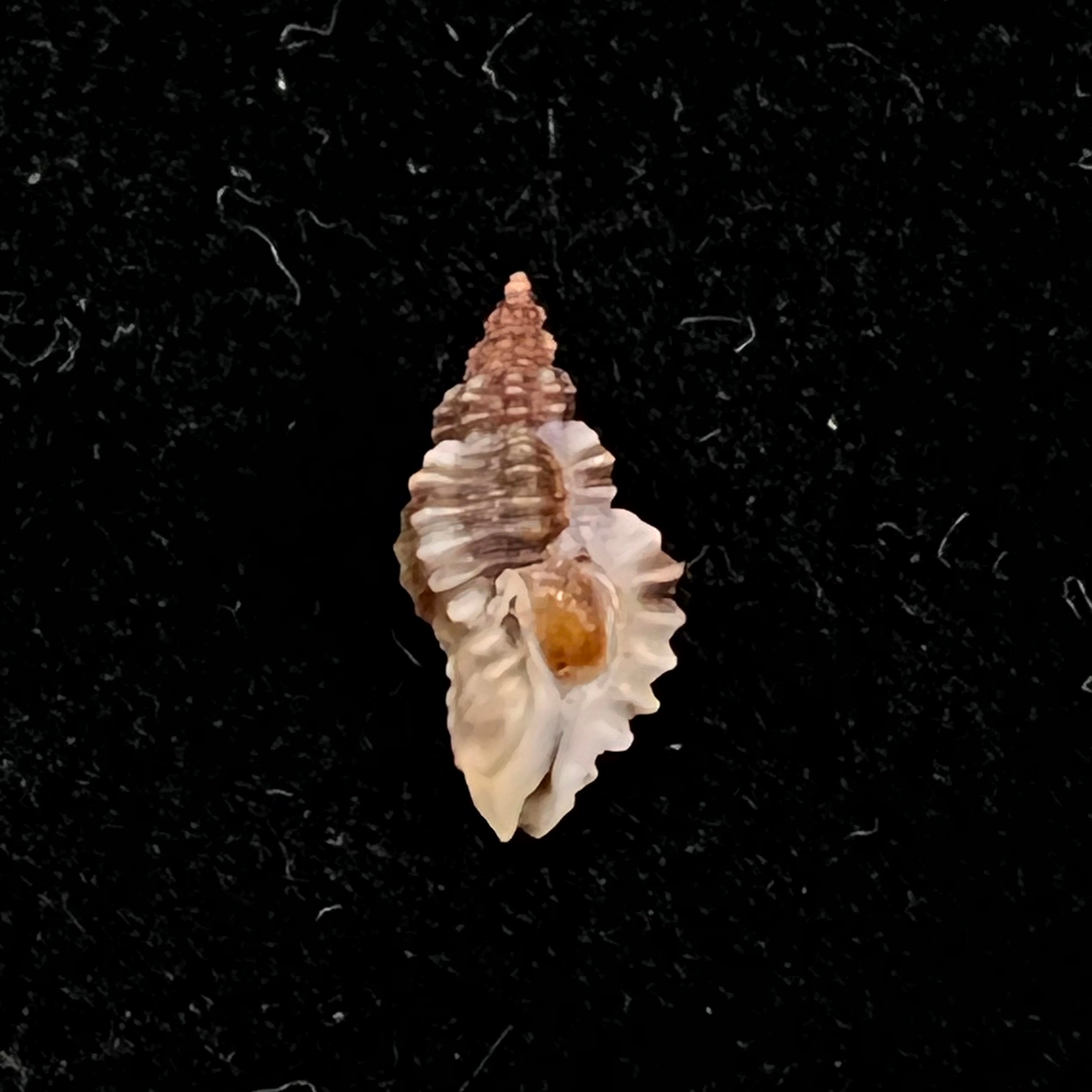 Africanella coseli (Houart, 1989) - 9,4mm
