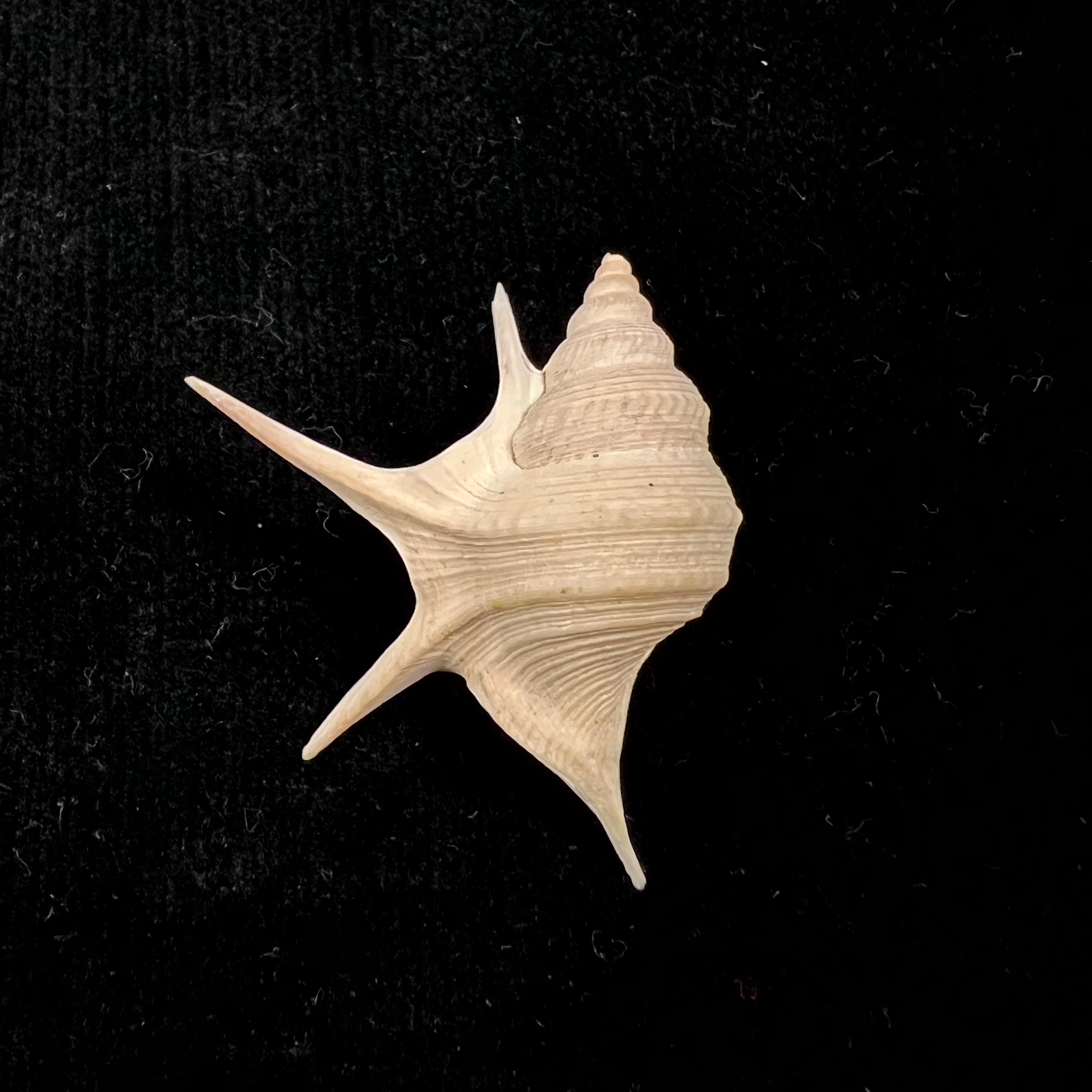 Aporrhais pesgallinae Barnard, 1963 - 34,1毫米