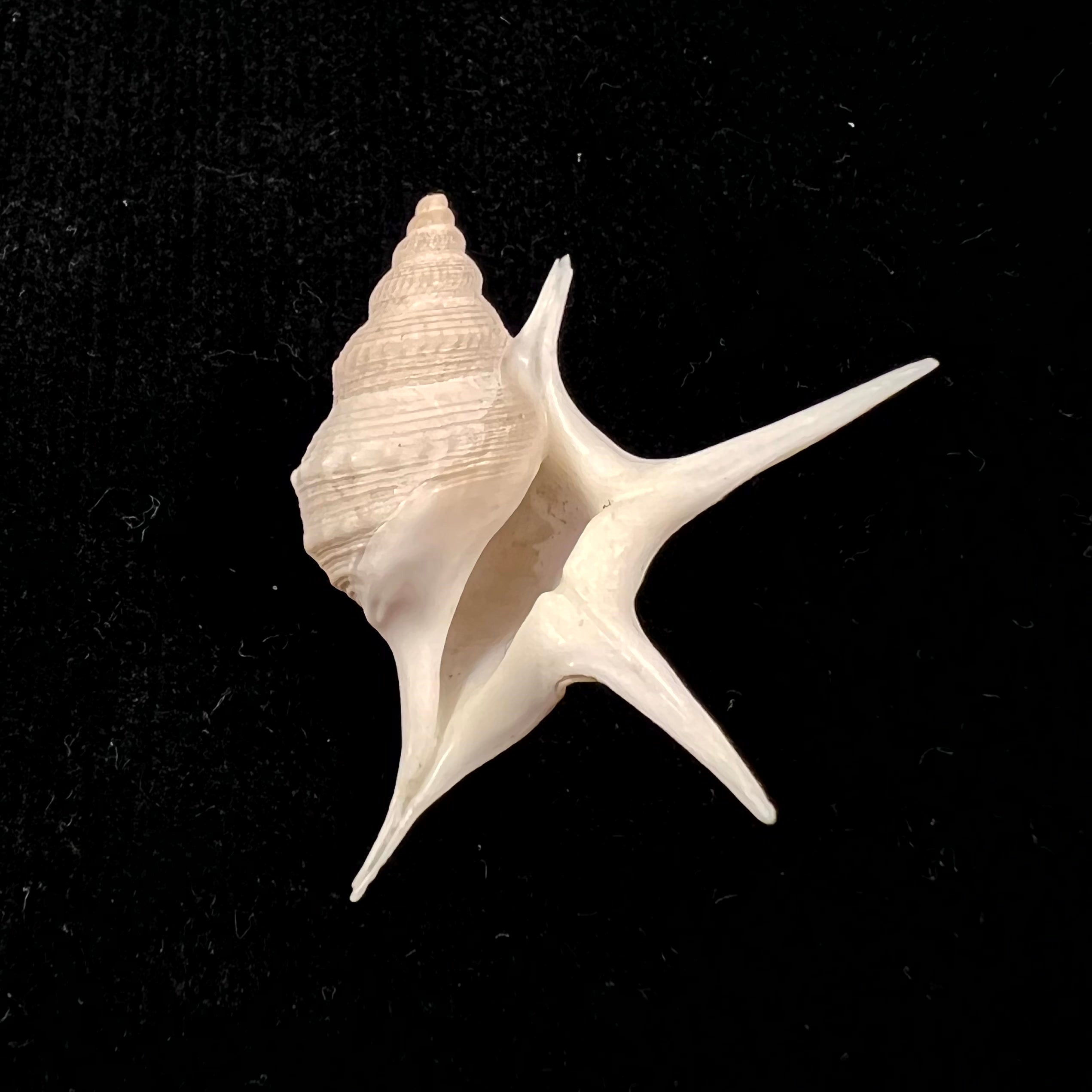 Aporrhais pesgallinae Barnard, 1963 - 34,1毫米